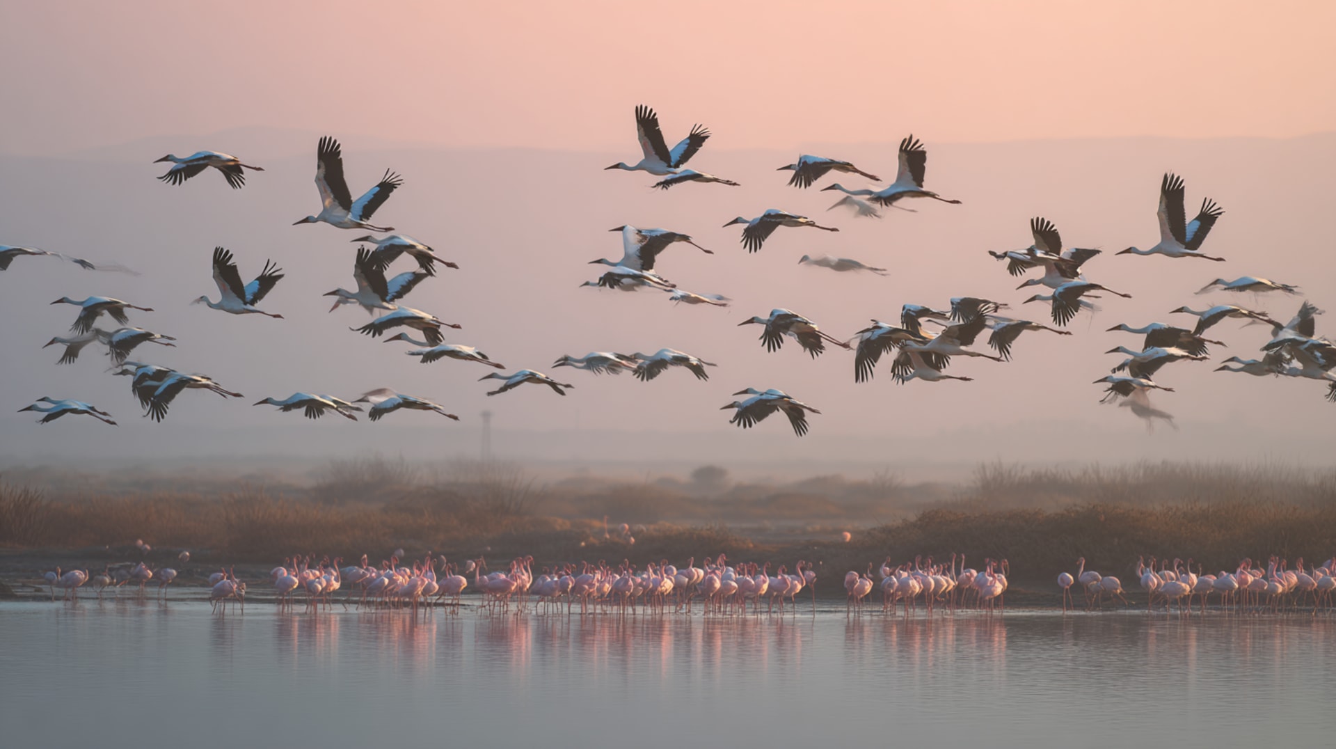 The Atlantic Flyway