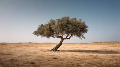 The Argan Triangle