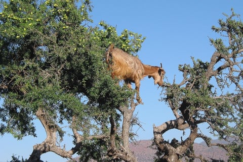 The Goats in the Trees