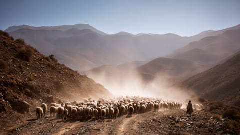 The Transhumance