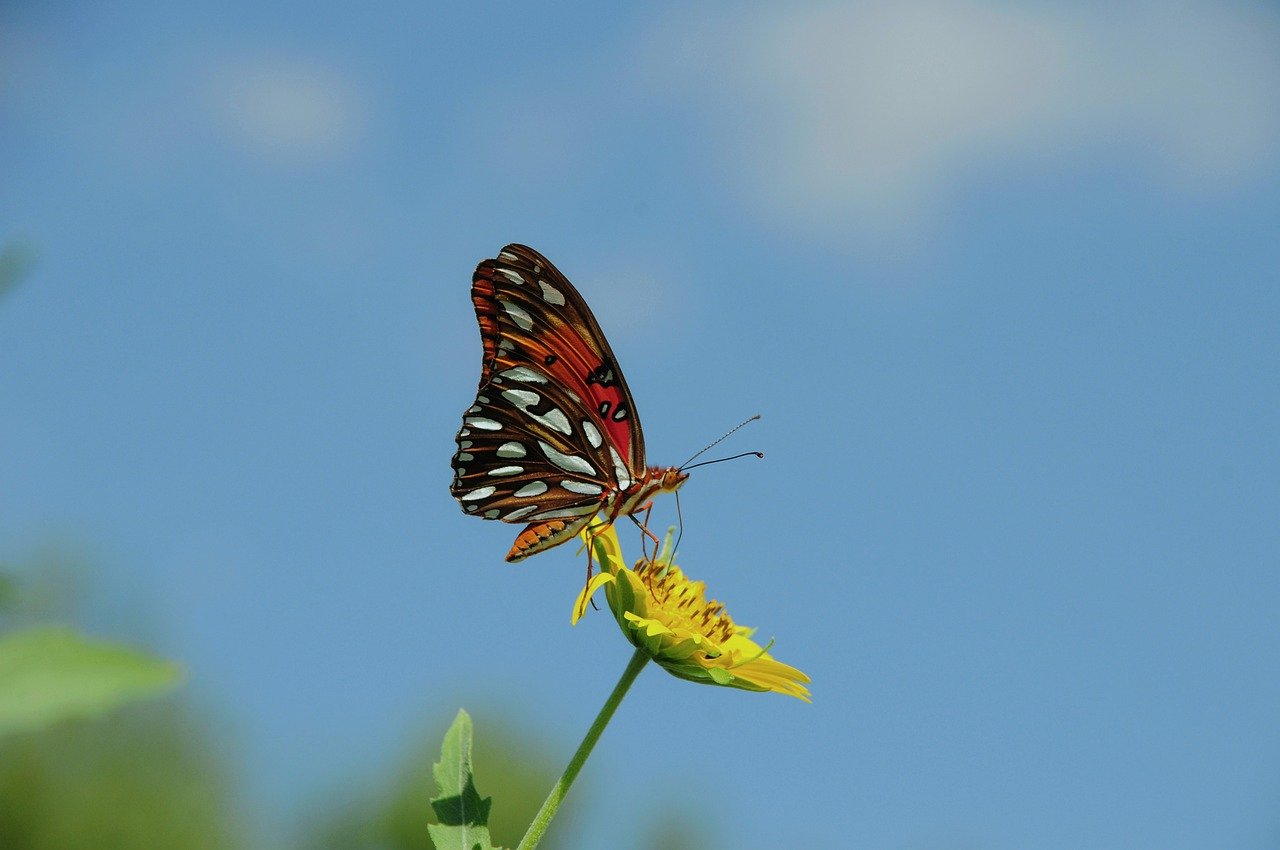 Hình ảnh minh họa