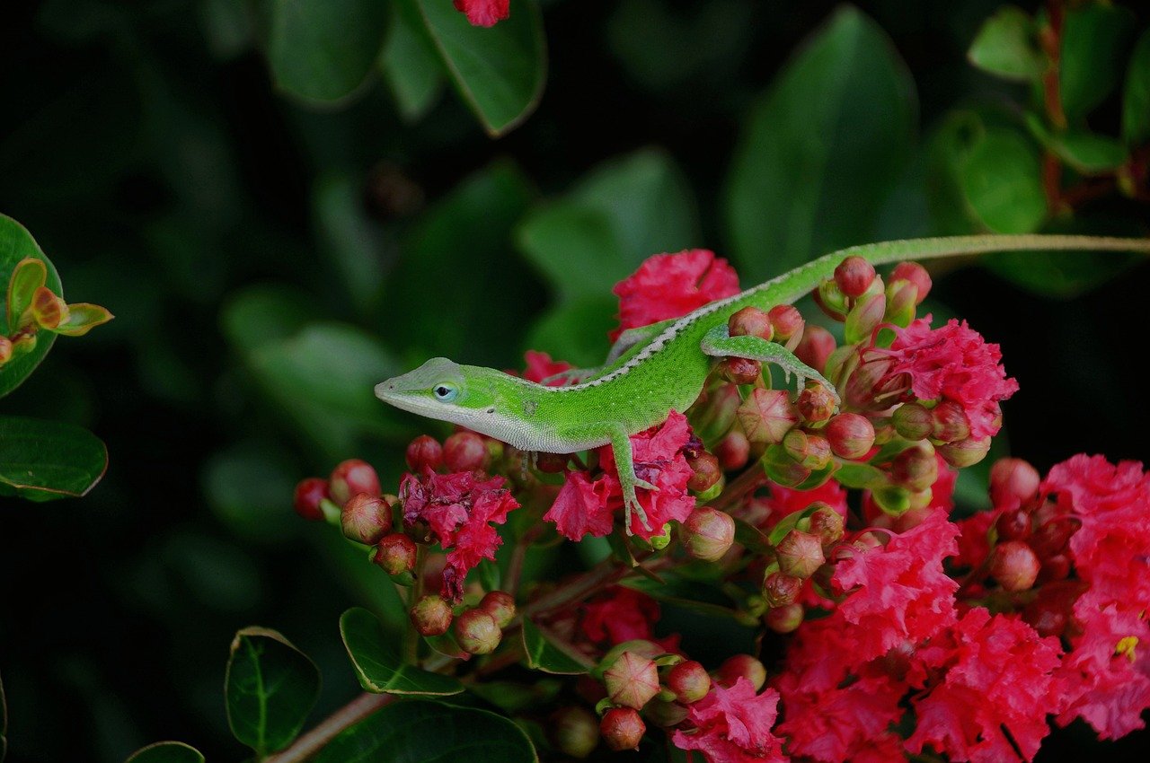 Hình ảnh minh họa