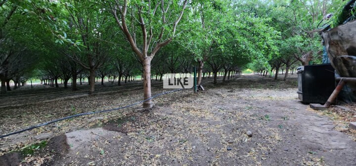 Chacra con almendros en Centenario, Neuquén