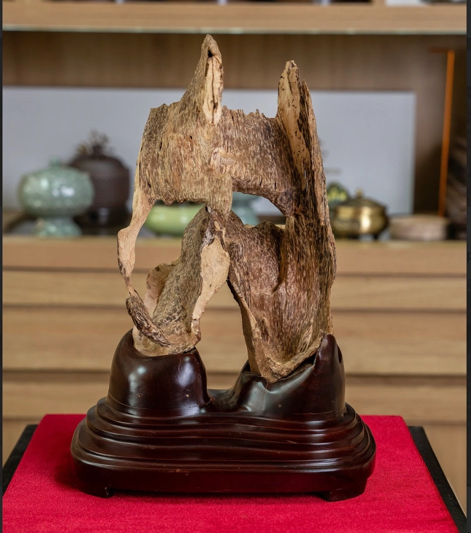 KHỐI TRẦM RỪNG TRANG TRÍ - TRẦM HƯƠNG RỪNG NHA TRANG - MOC TRAM AGARWOOD