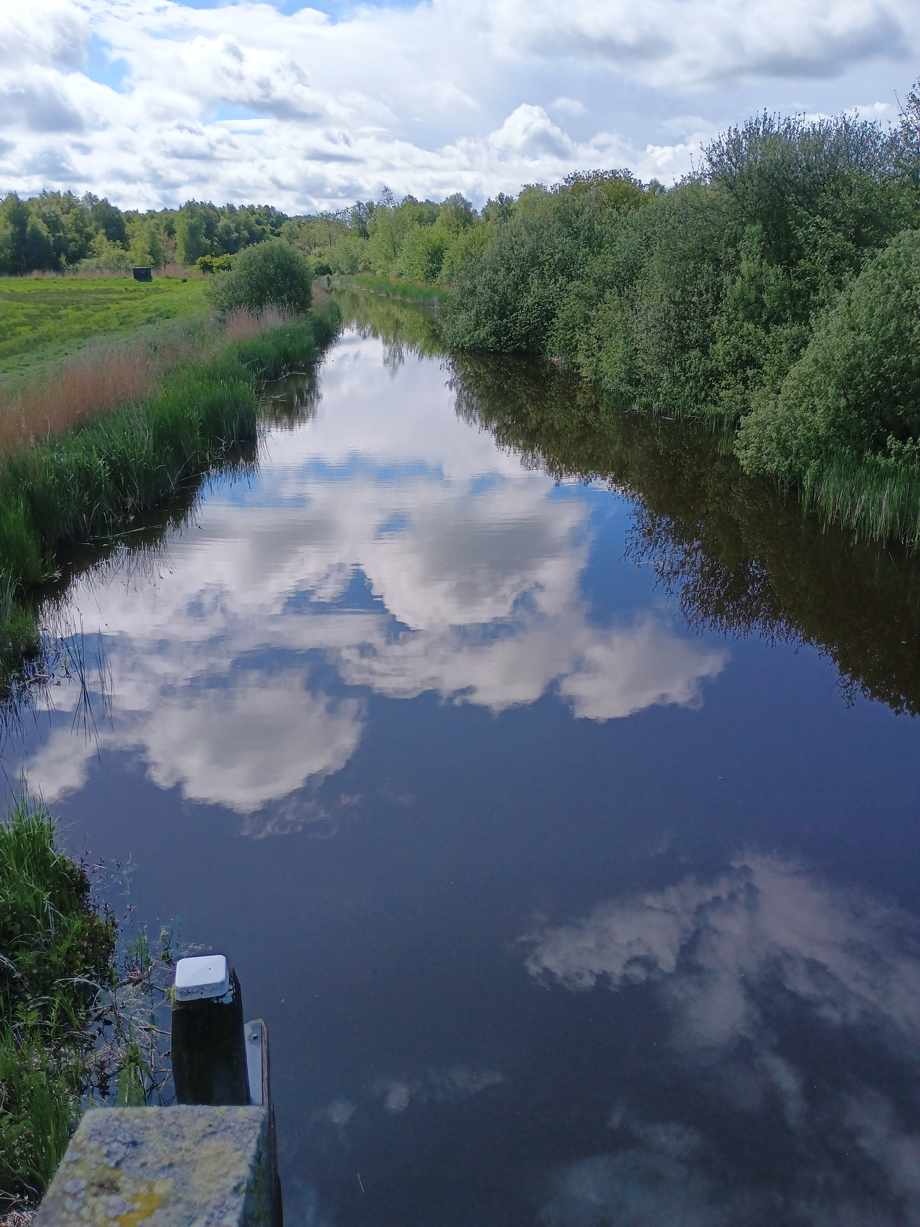 Jonge ganzen op de oever van een sloot in het Bûtefjild