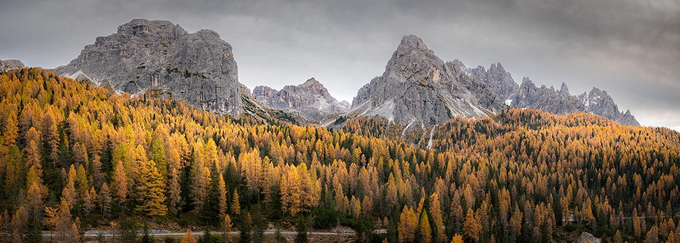 Yellow larches along the road to Tre Cime di Lavaredo