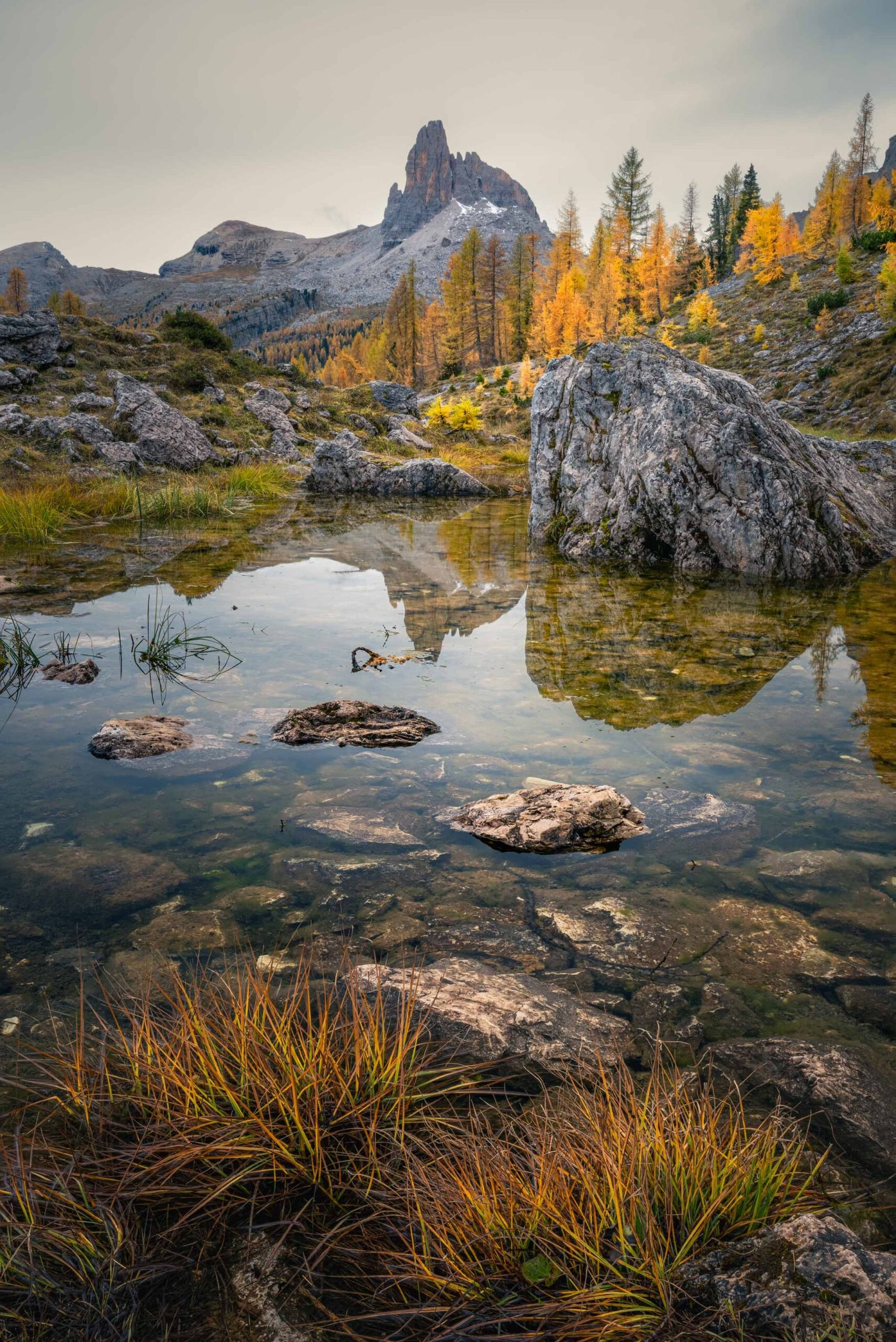 Detail of larches