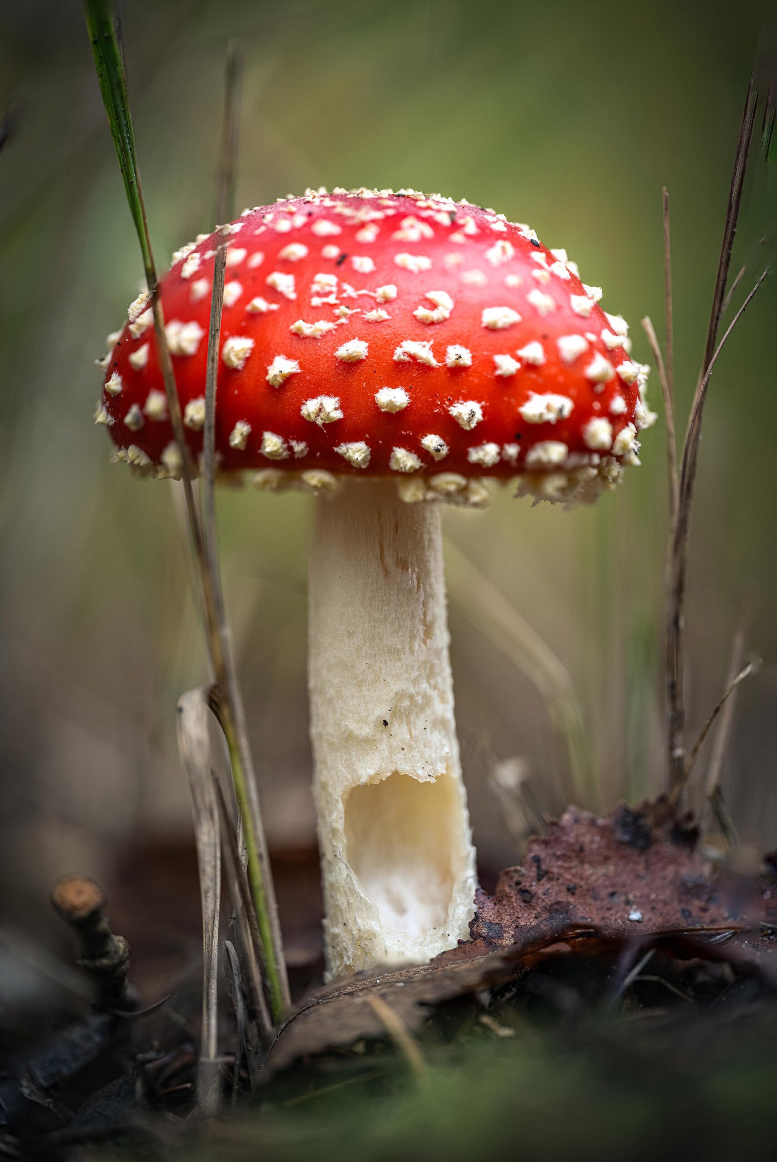 red mushroom with white spots