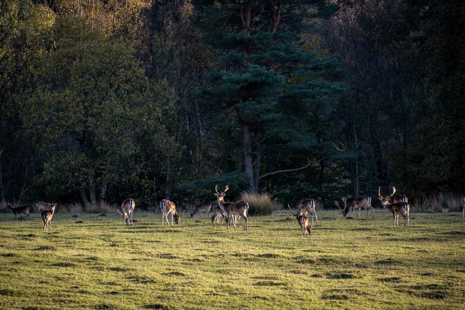 Silkeborg gebied gouden uur licht