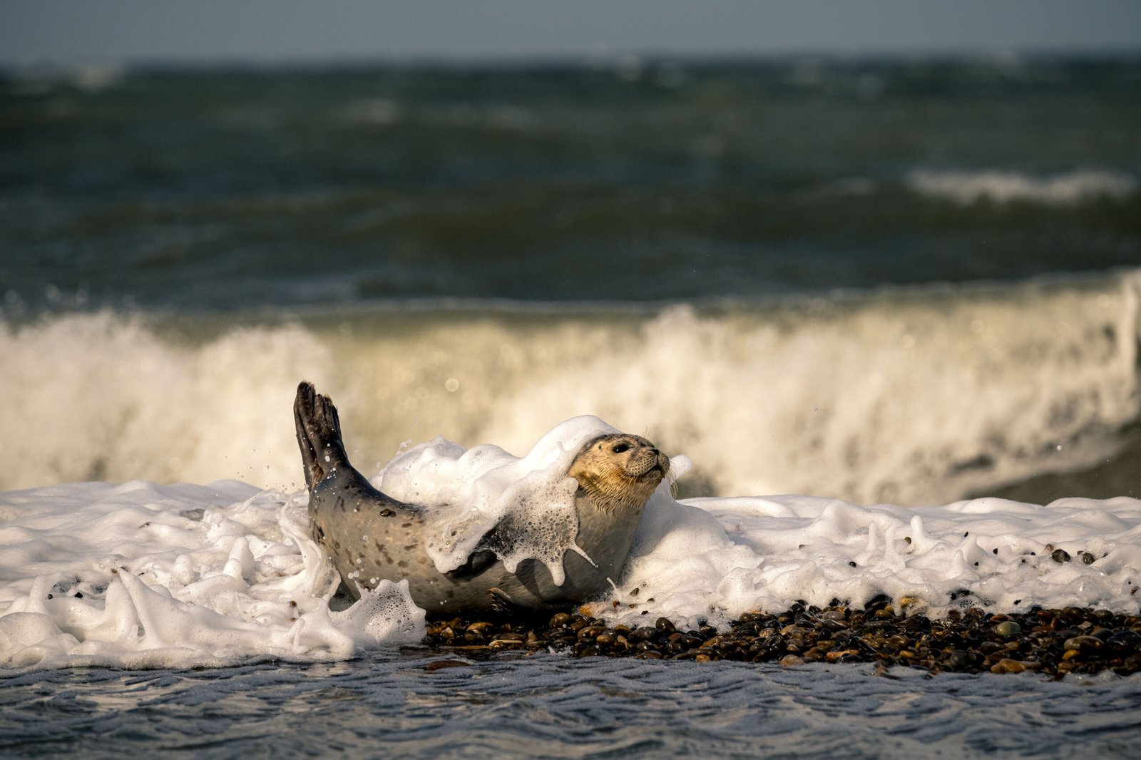 Zeehond overspoeld door golven Noordzee