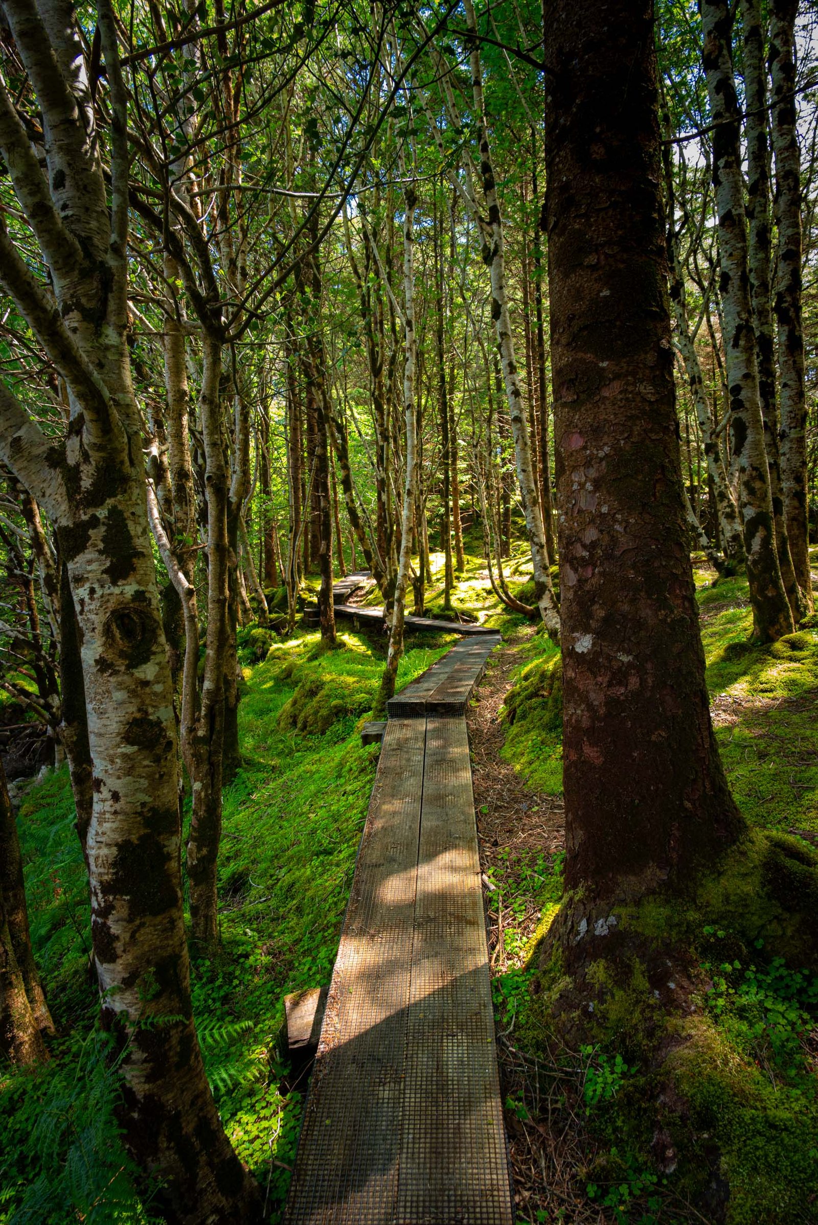 Vertical image of moss-covered trees along the boardwalk in Glanteenassig