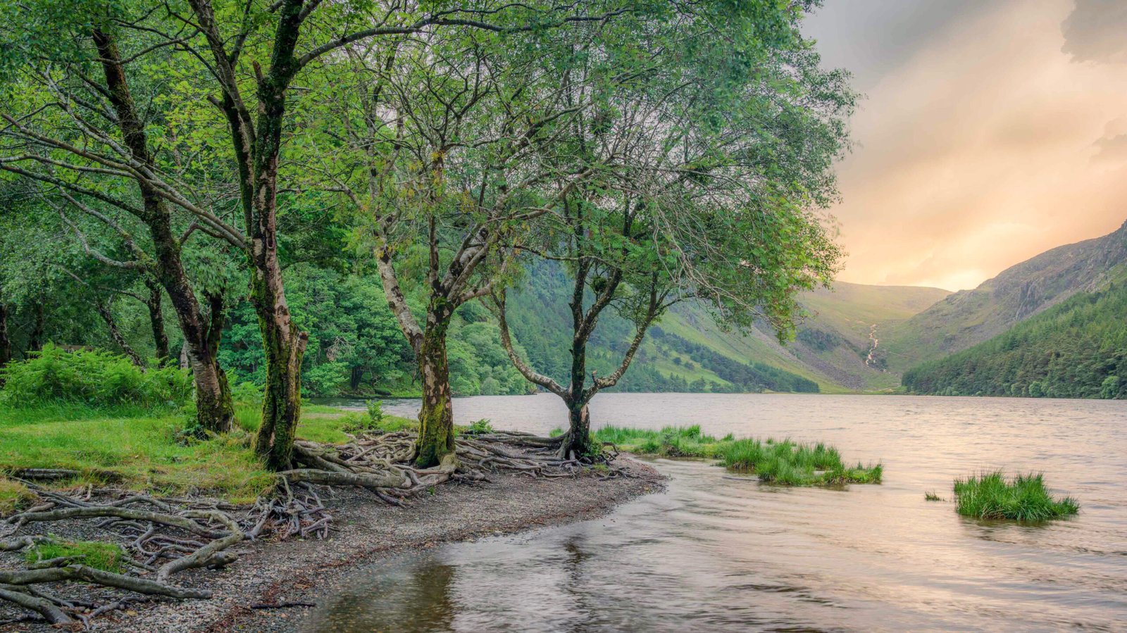 Shore of Upper Lake at sunset with trees with exposed roots and view of Glenealo Valley