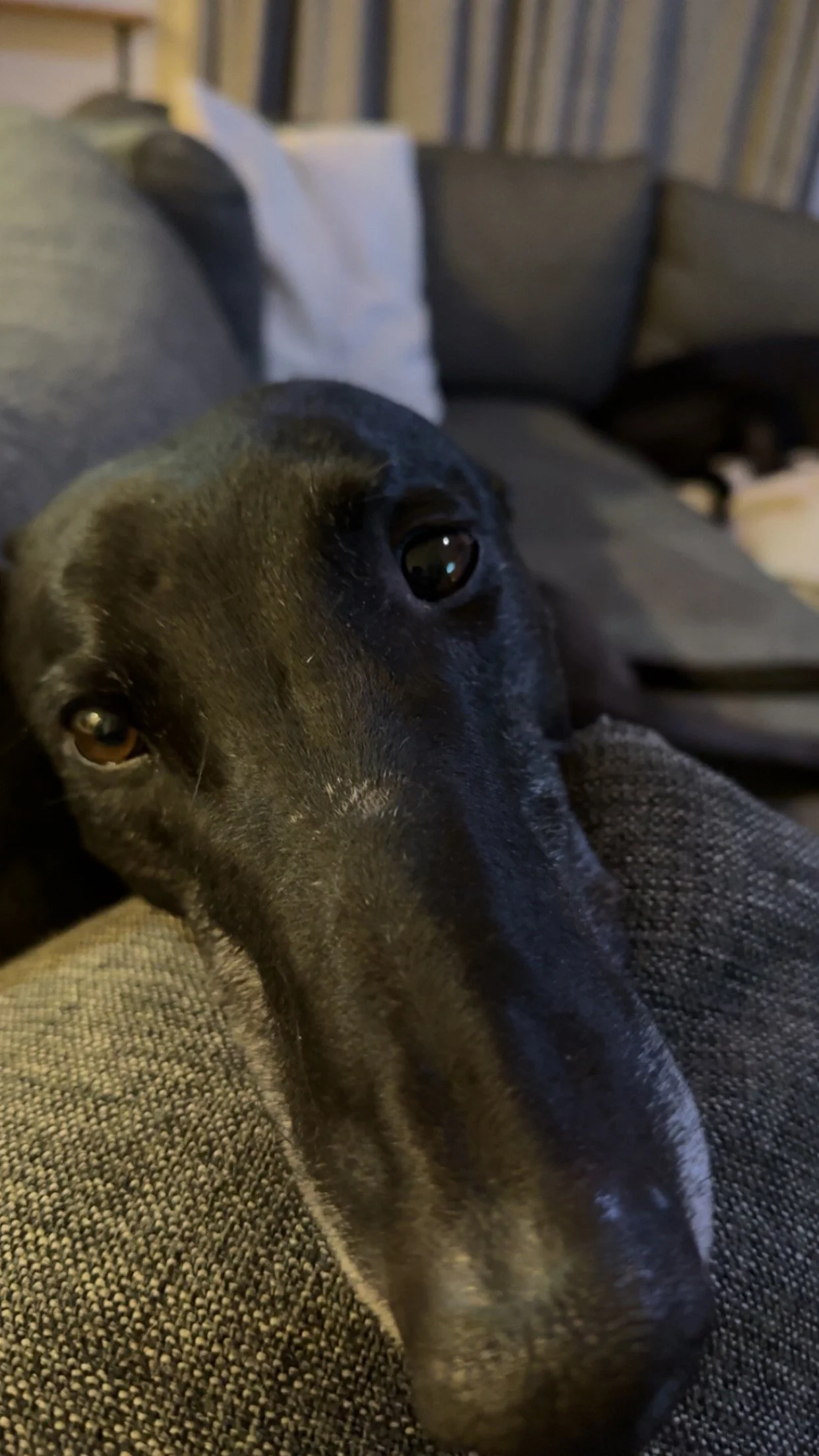 Ivan