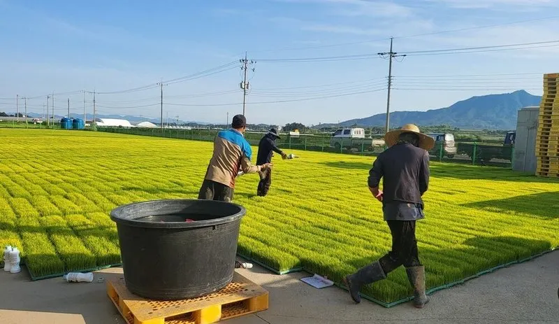나주시, 벼 병해충 초기 대응에 10억 원 지원