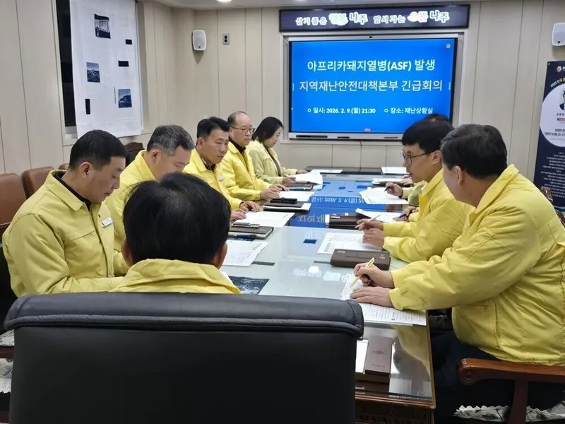 나주시 아프리카돼지열병 발생에 재난본부 가동...확산 차단 총력 - 안전 | 코리아NEWS