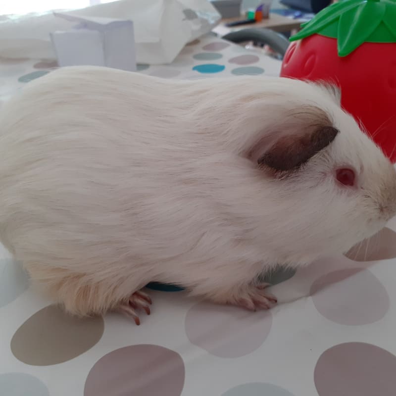 Bunga
