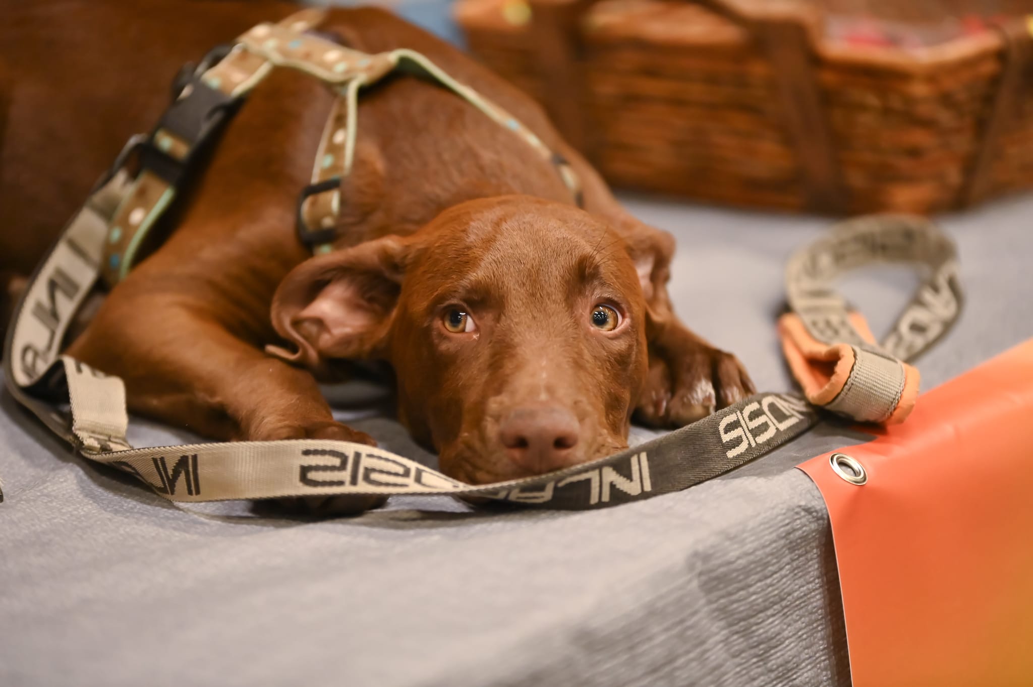 Photo du salon 2022.