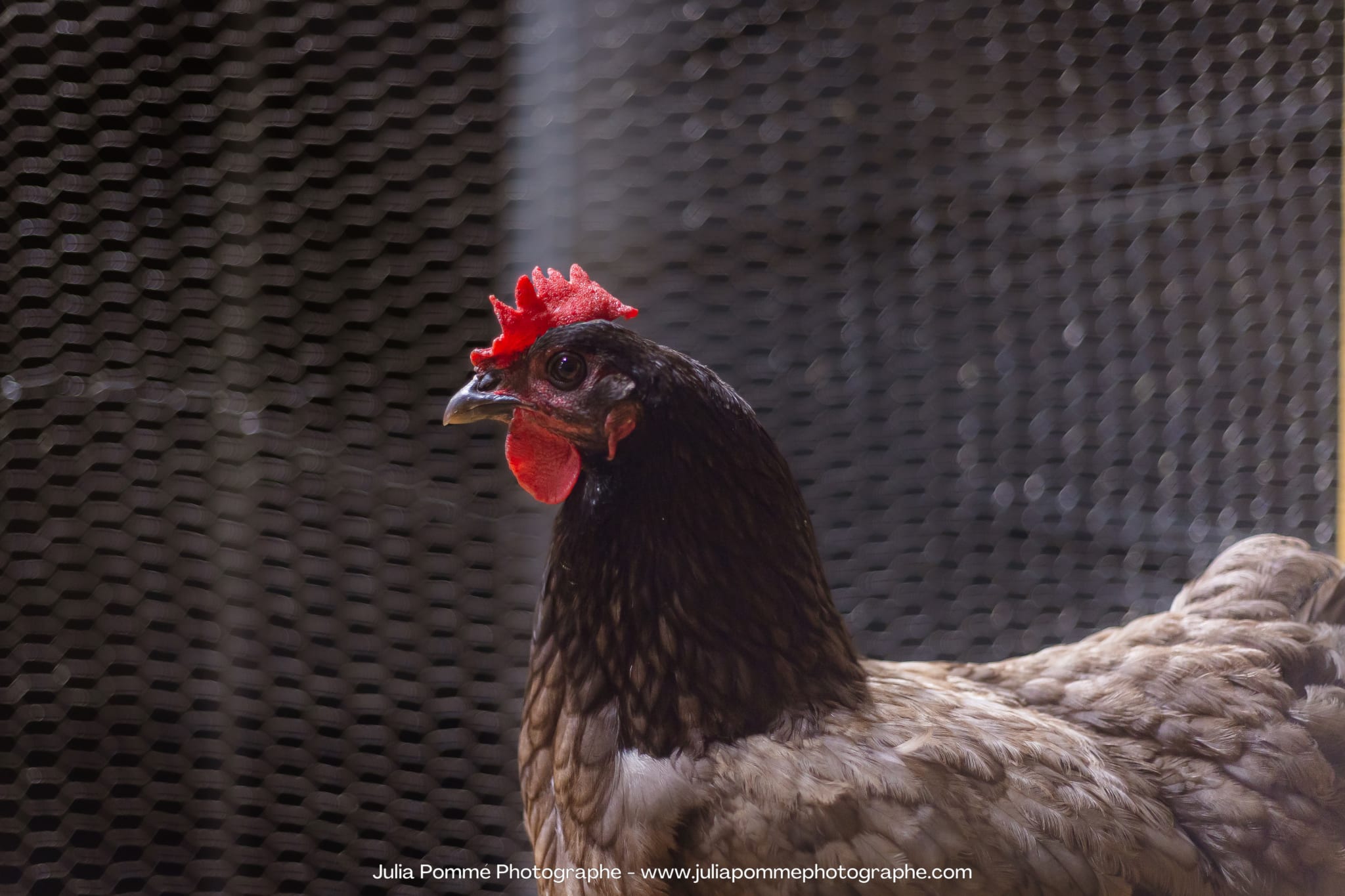 Photo du salon 2023 par Julia Pommé Photographe.