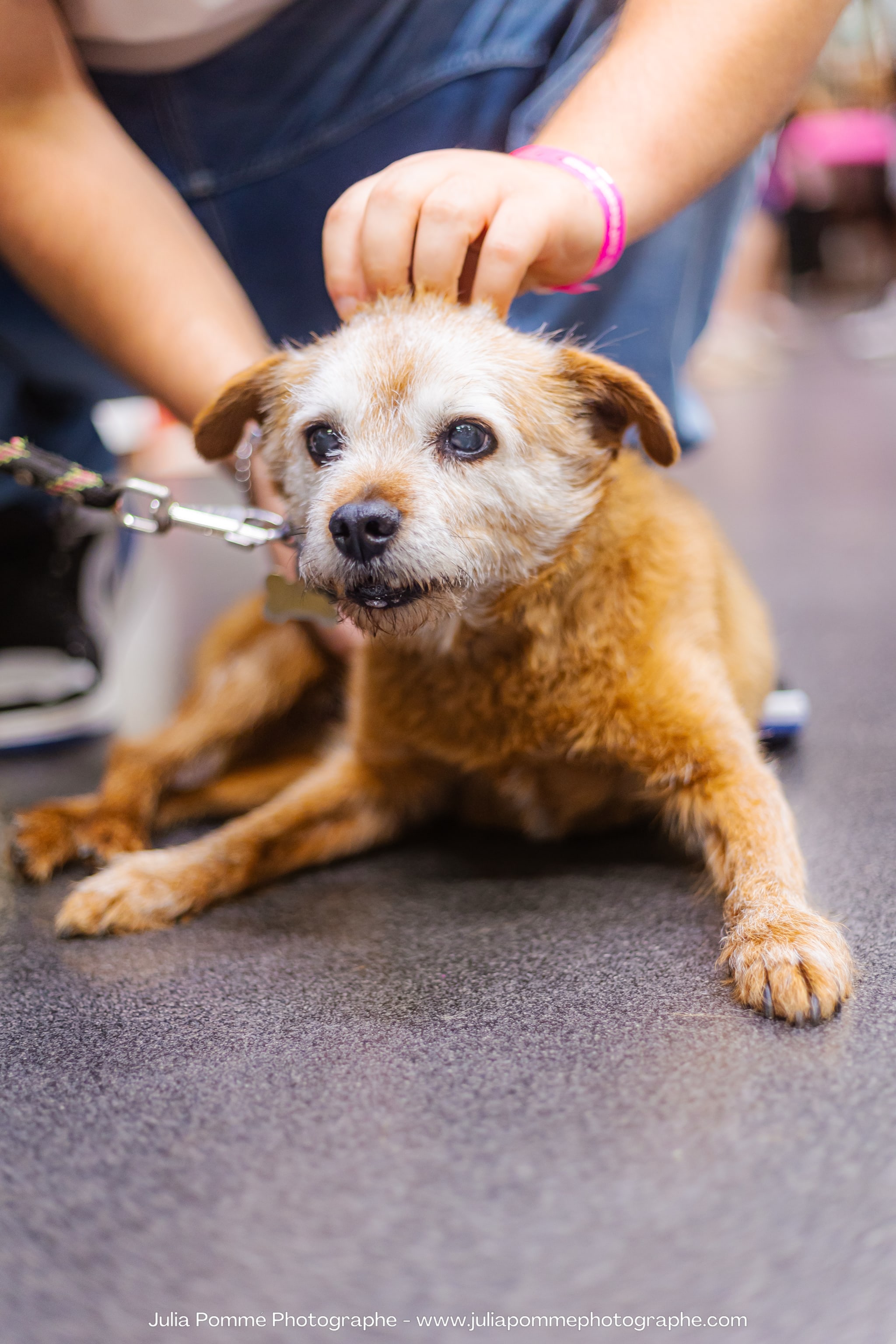 Photo du salon 2023 par Julia Pommé Photographe.