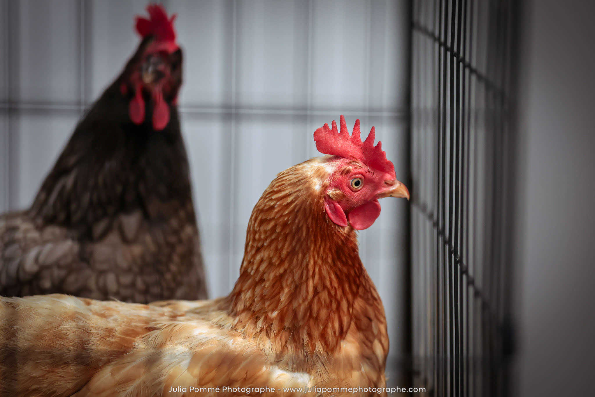 Photo du salon 2024 par Julia Pommé Photographe.