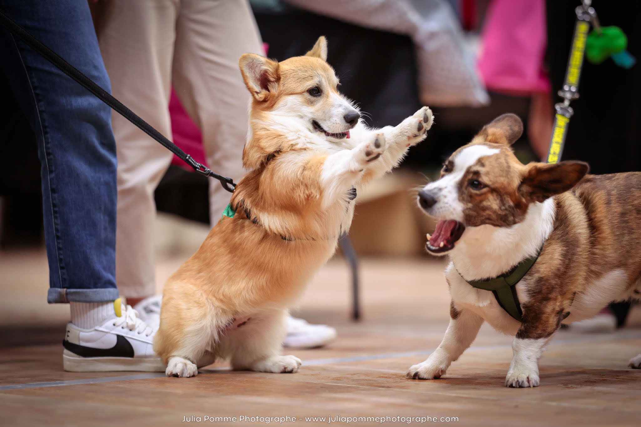 Photo du salon 2024 par Julia Pommé Photographe.