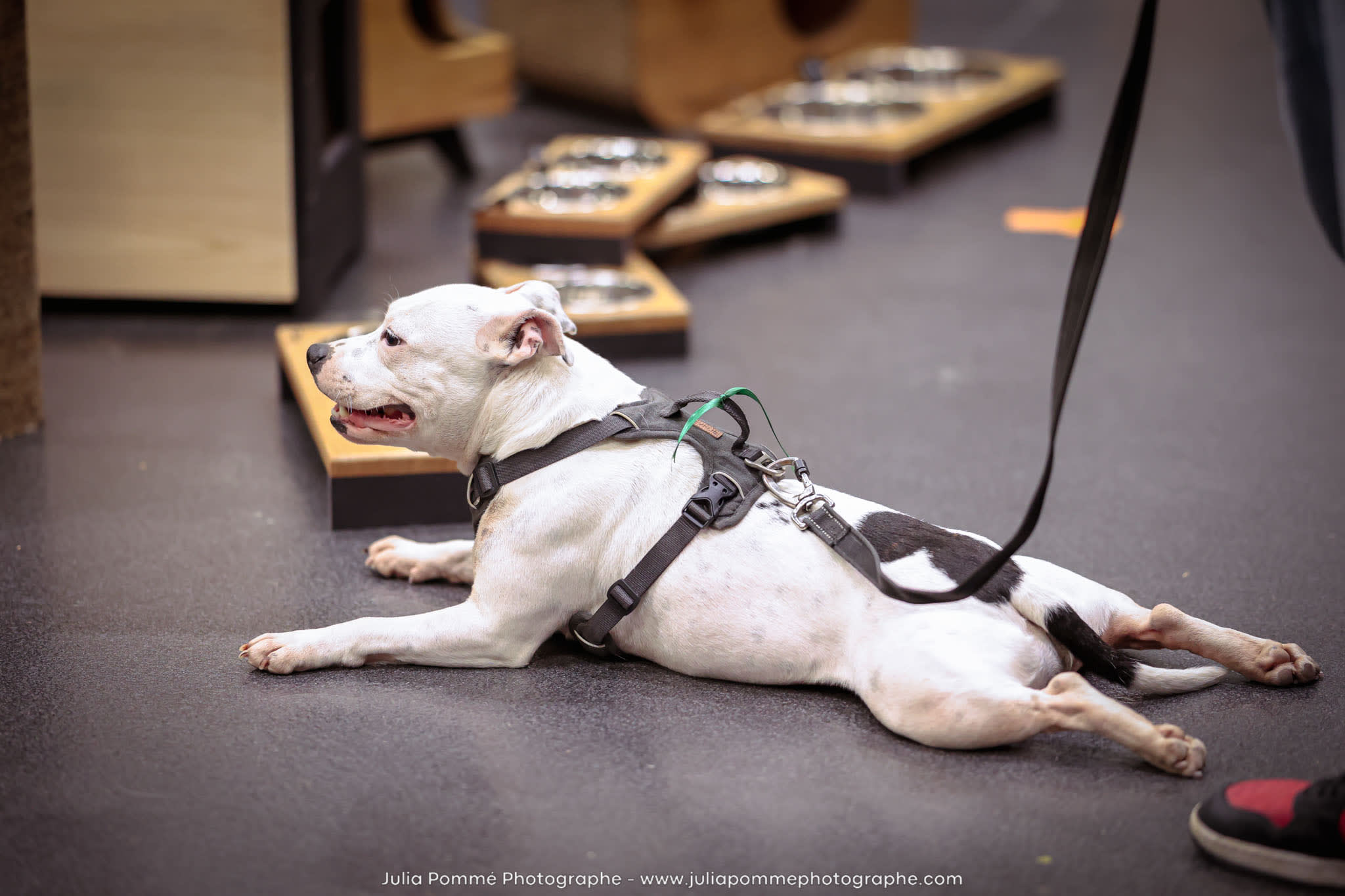 Photo du salon 2024 par Julia Pommé Photographe.