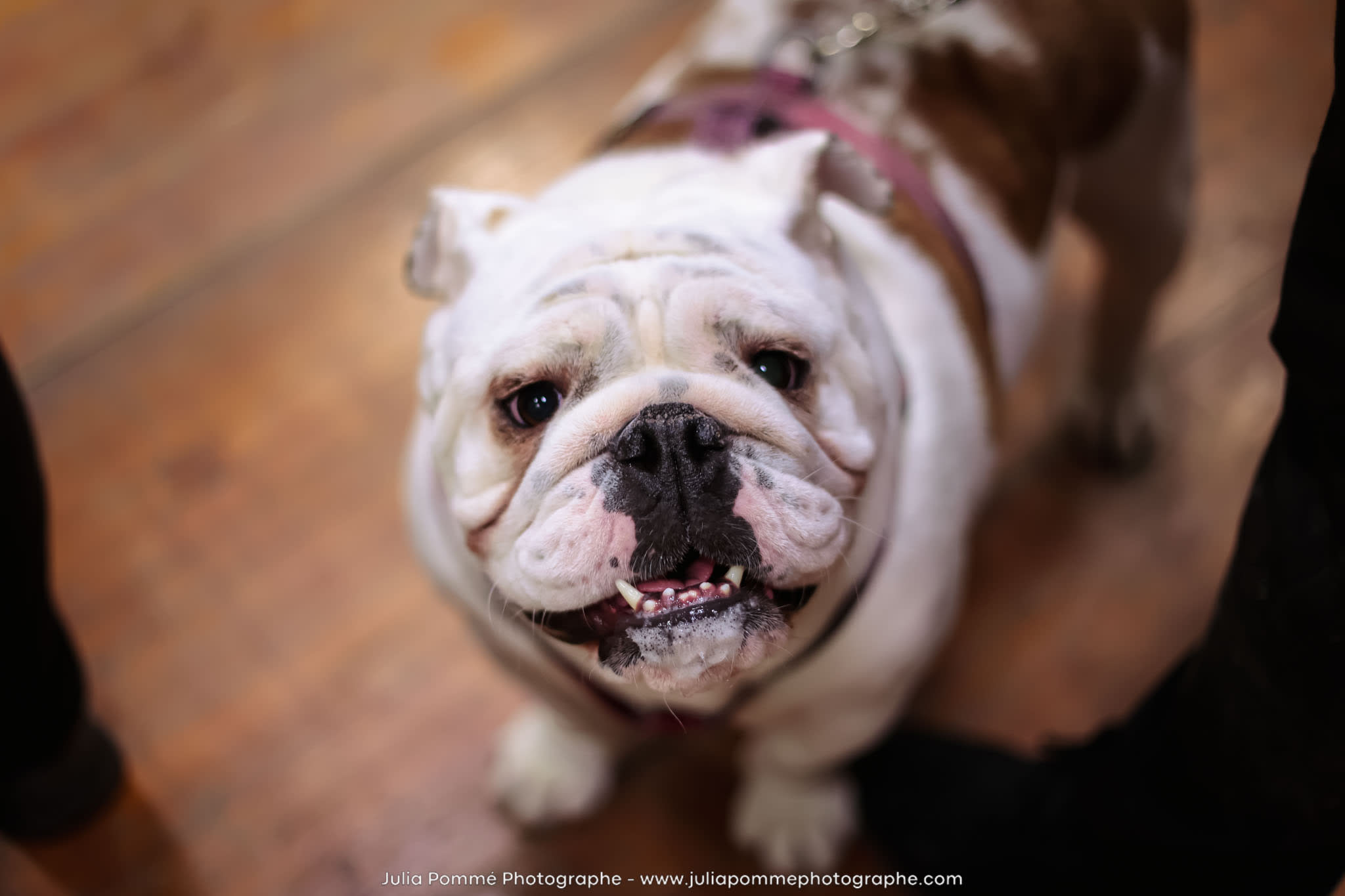 Photo du salon 2024 par Julia Pommé Photographe.