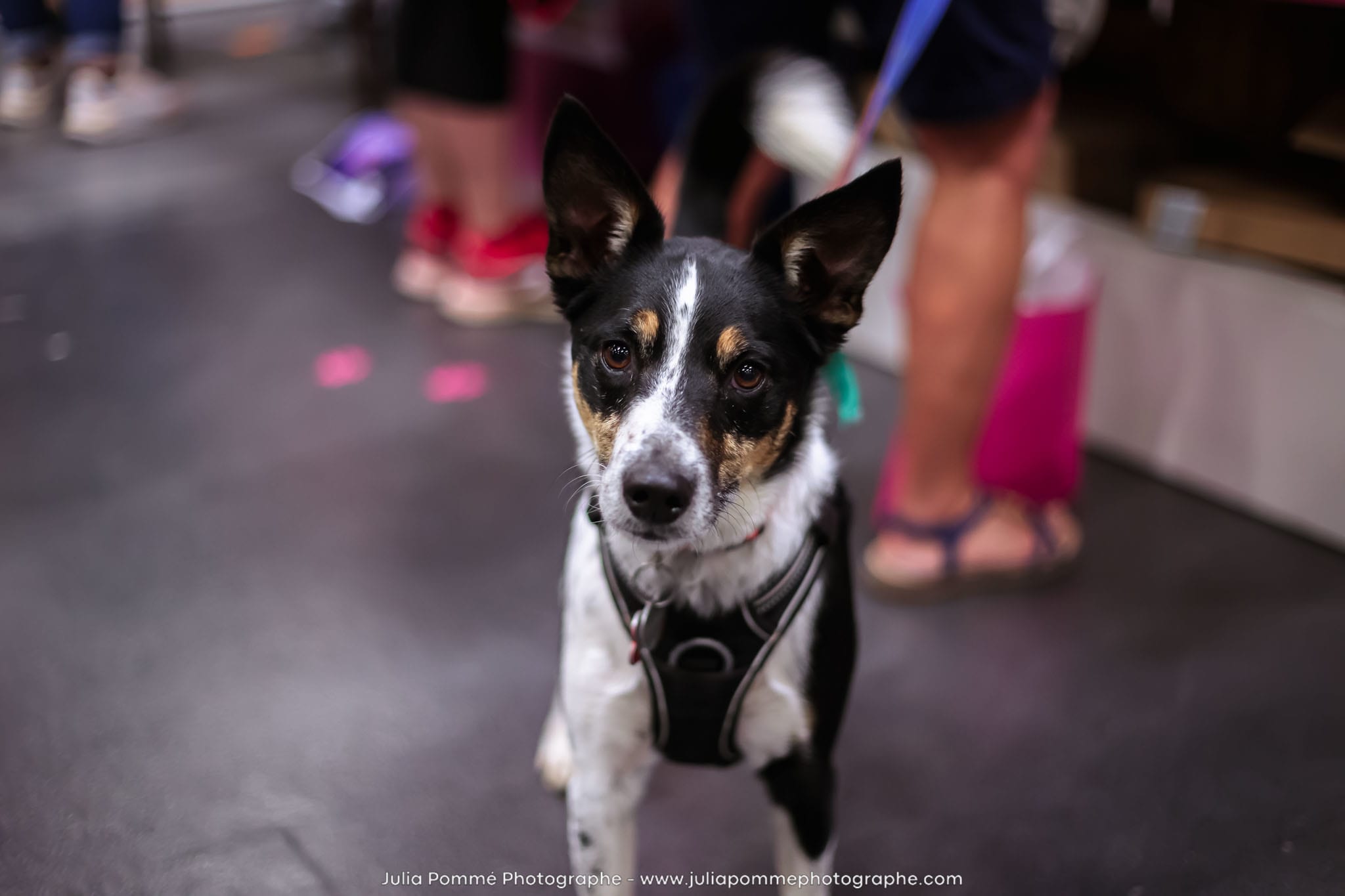 Photo du salon 2024 par Julia Pommé Photographe.