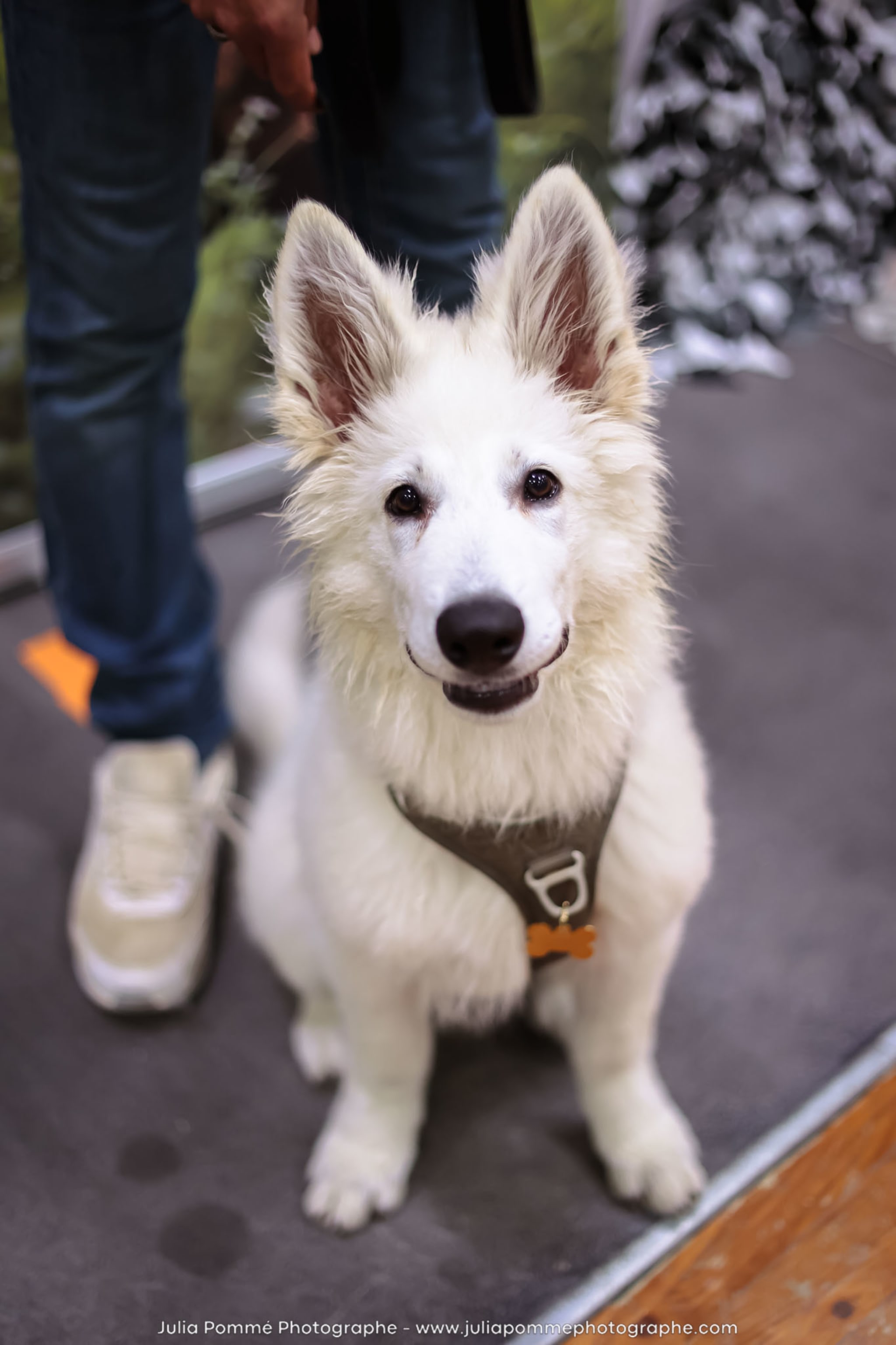 Photo du salon 2024 par Julia Pommé Photographe.
