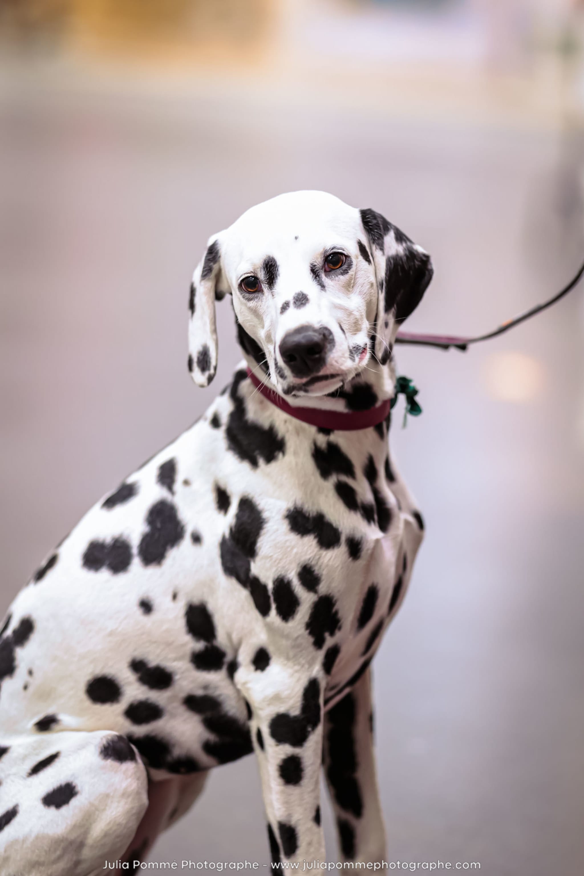 Photo du salon 2024 par Julia Pommé Photographe.