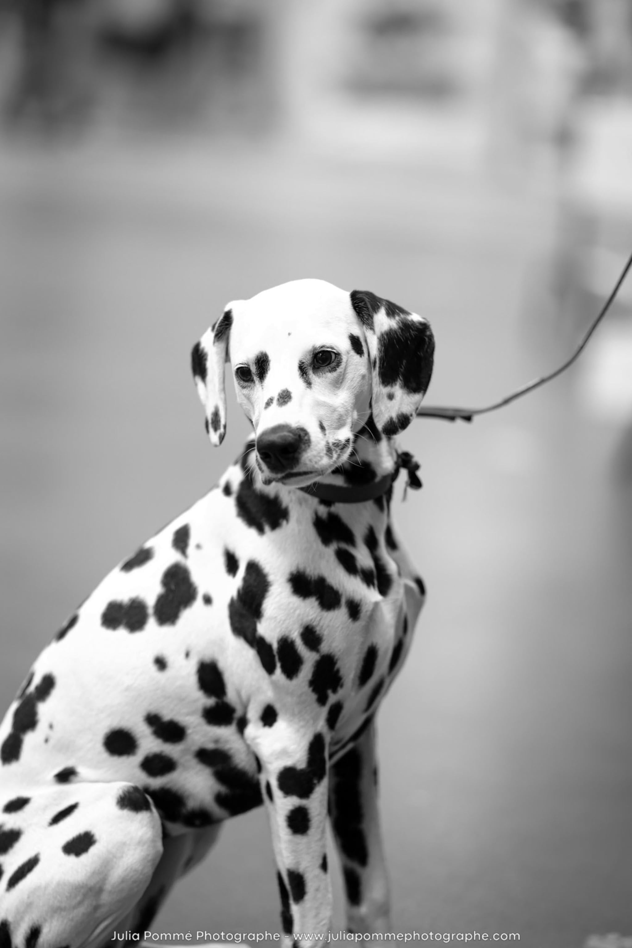 Photo du salon 2024 par Julia Pommé Photographe.