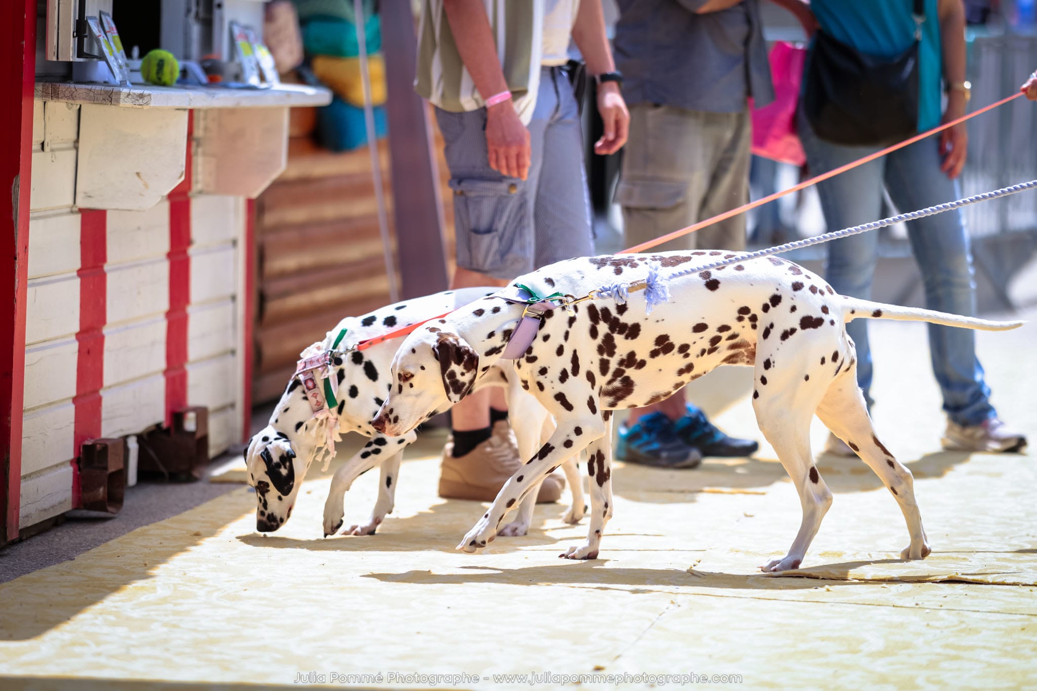 Photo du salon 2024 par Julia Pommé Photographe.