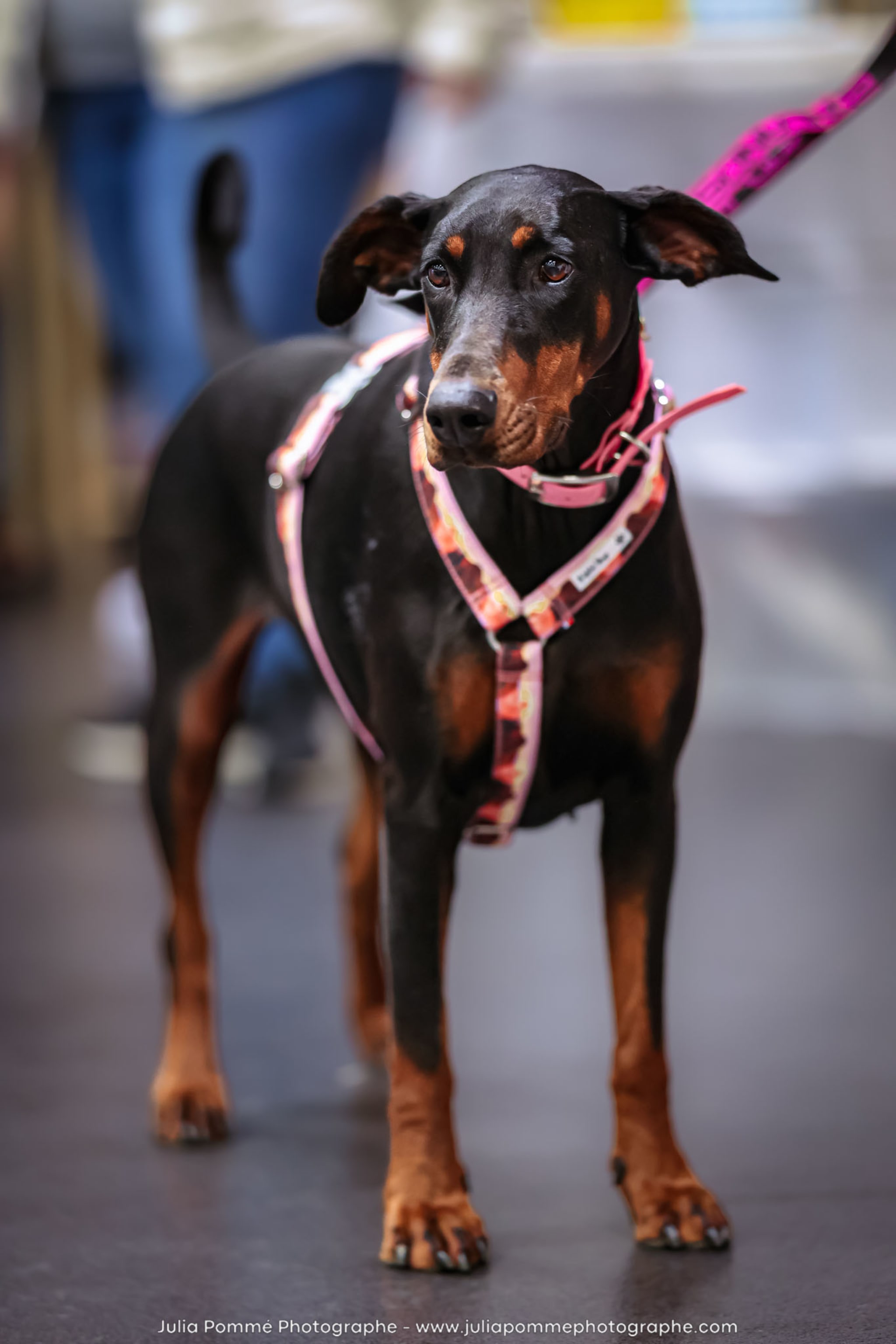 Photo du salon 2024 par Julia Pommé Photographe.