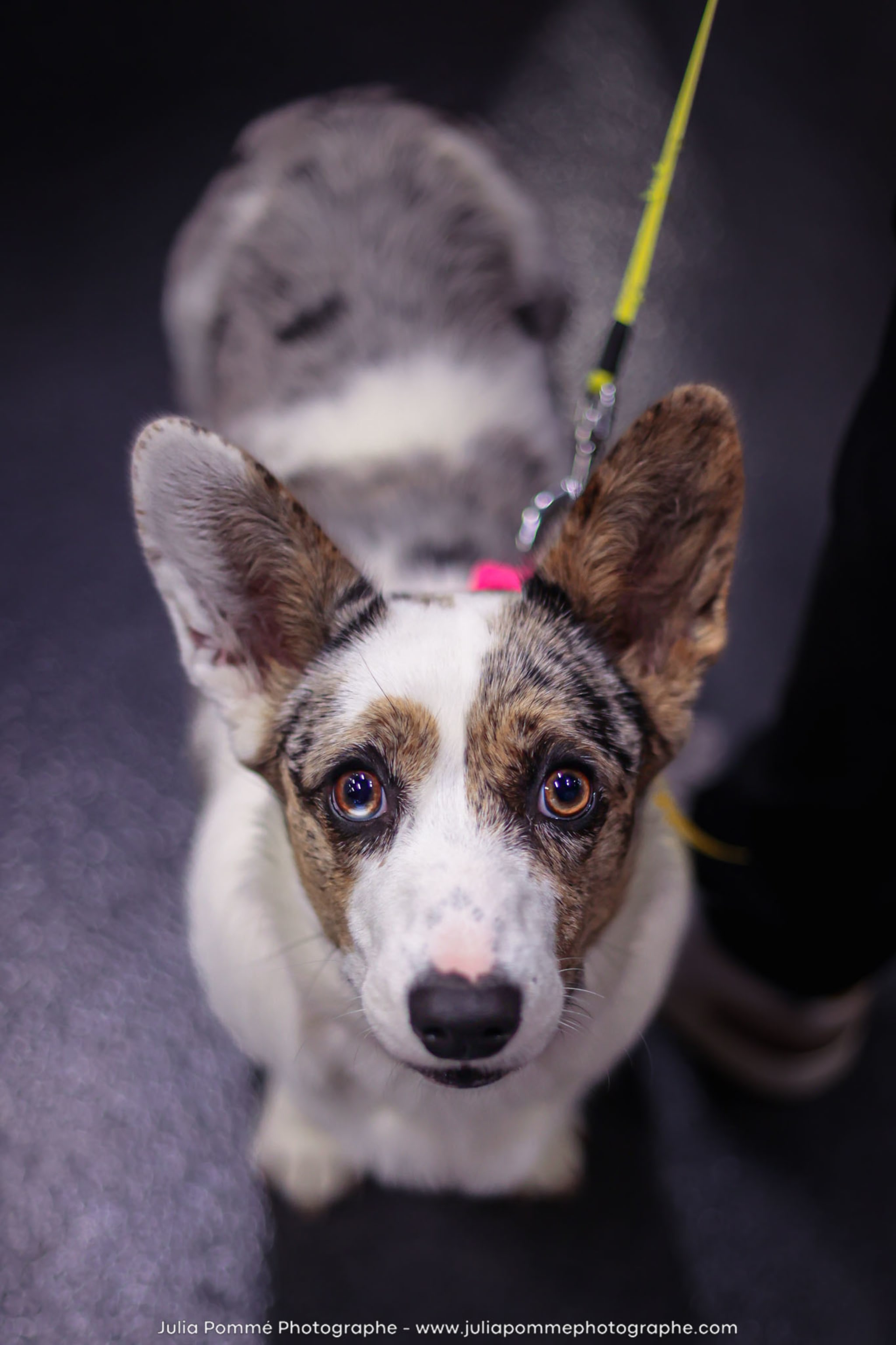 Photo du salon 2024 par Julia Pommé Photographe.