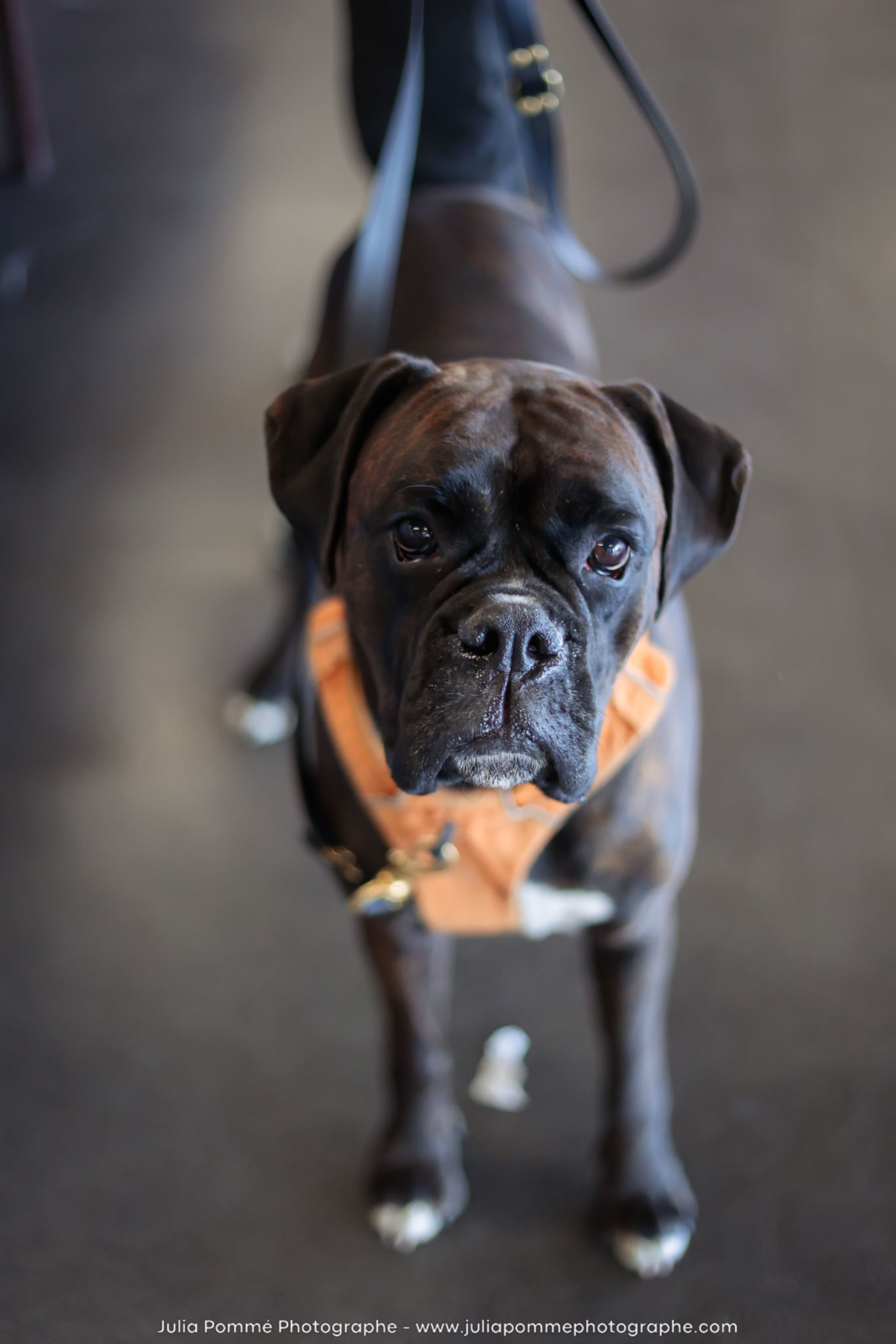Photo du salon 2024 par Julia Pommé Photographe.