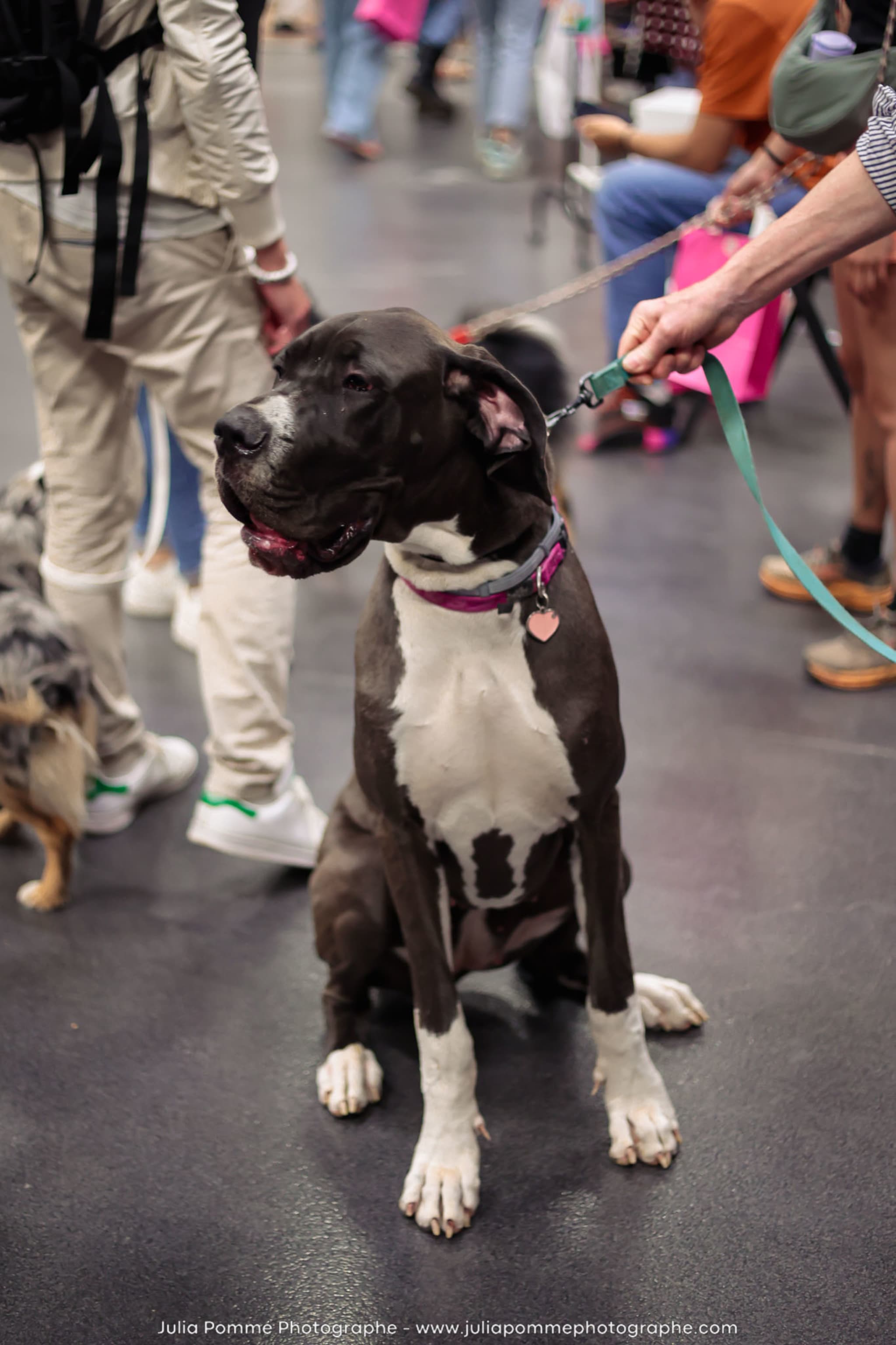 Photo du salon 2024 par Julia Pommé Photographe.