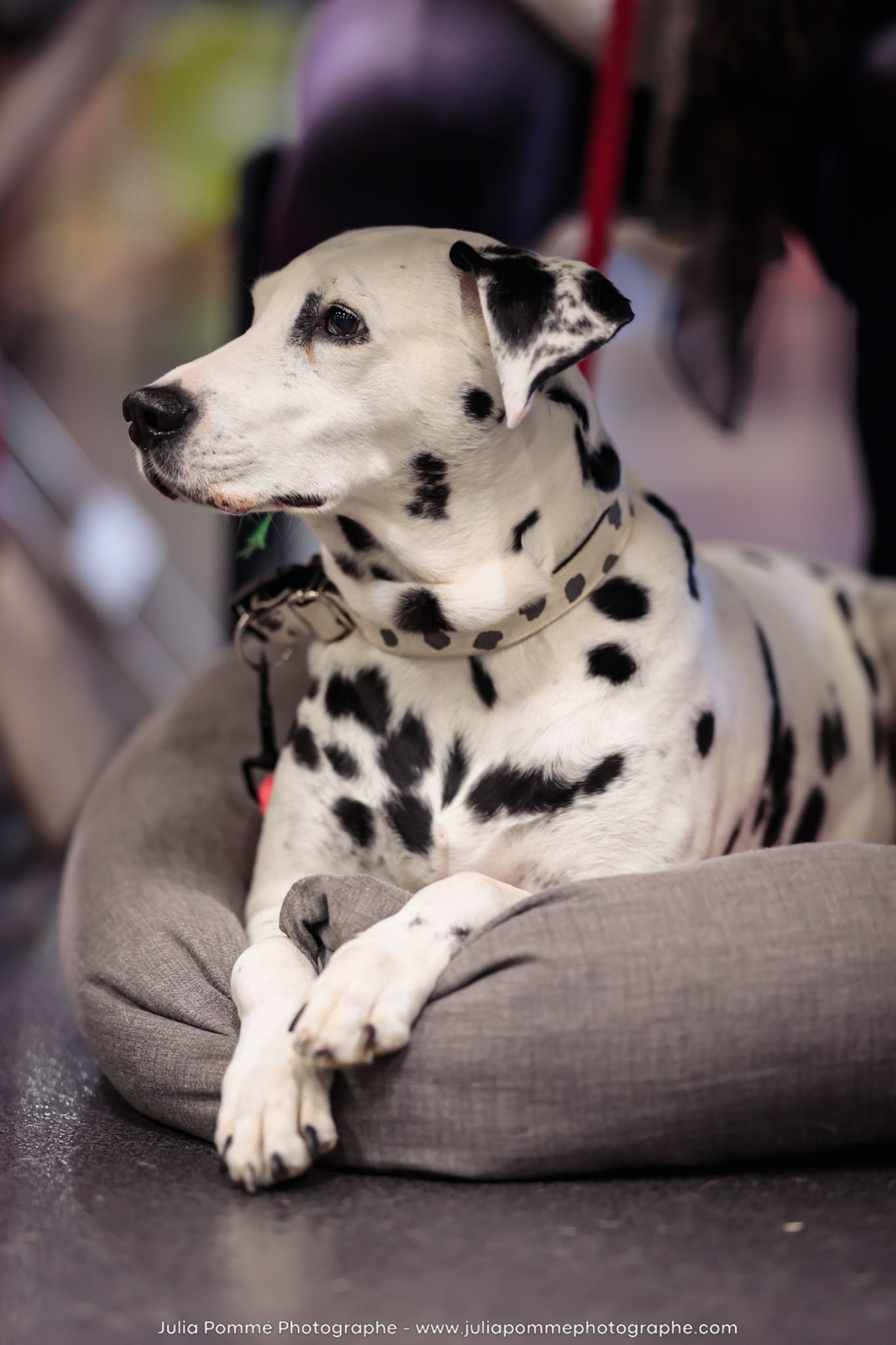 Photo du salon 2024 par Julia Pommé Photographe.