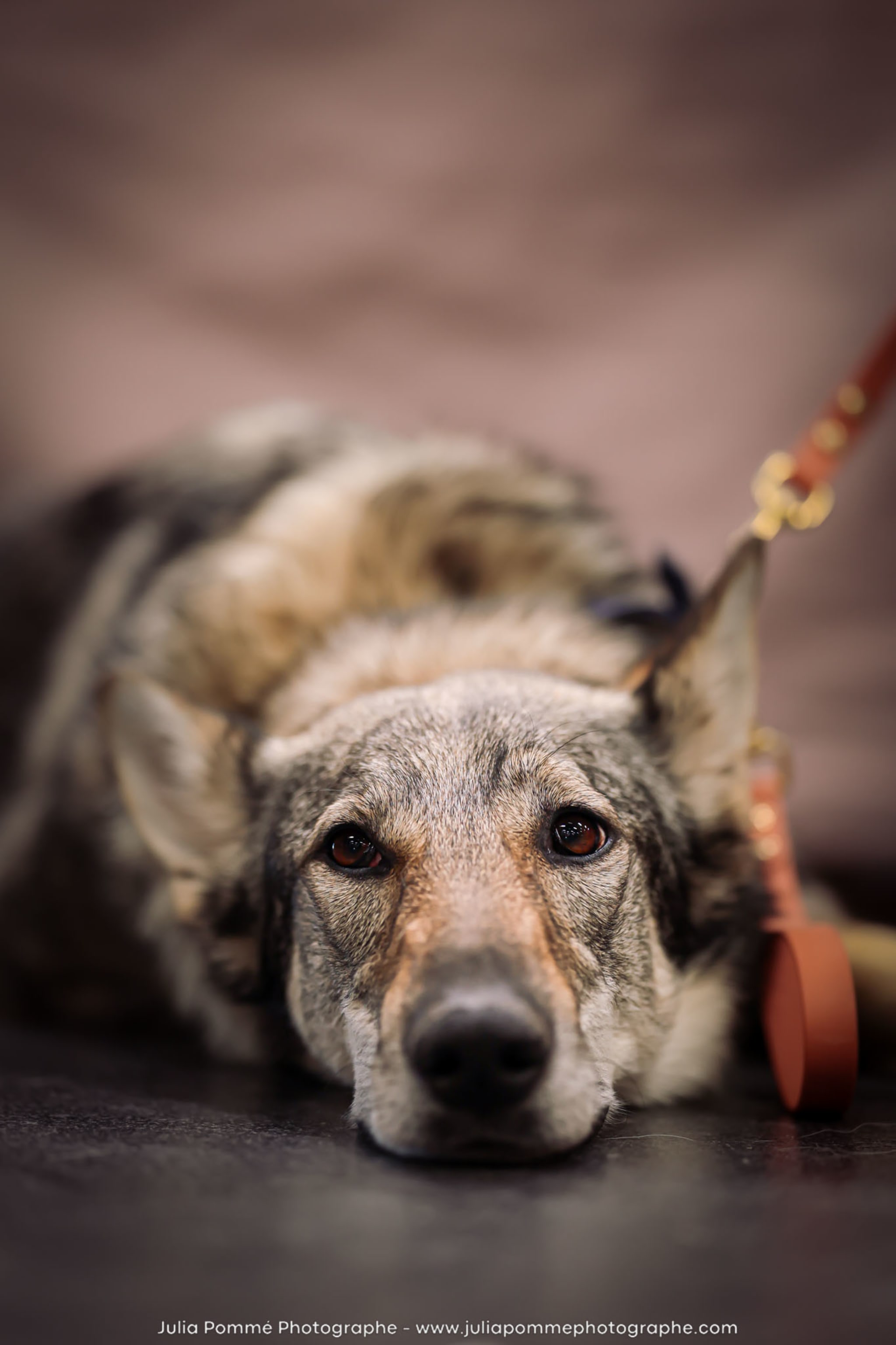 Photo du salon 2024 par Julia Pommé Photographe.