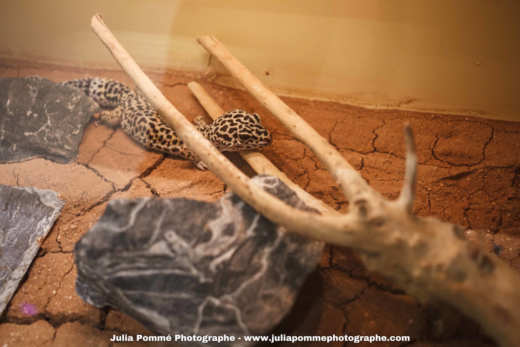 Photo du salon 2025 par Julia Pommé Photographe.