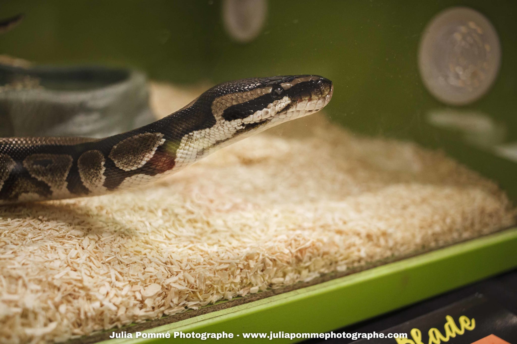 Photo du salon 2025 par Julia Pommé Photographe.