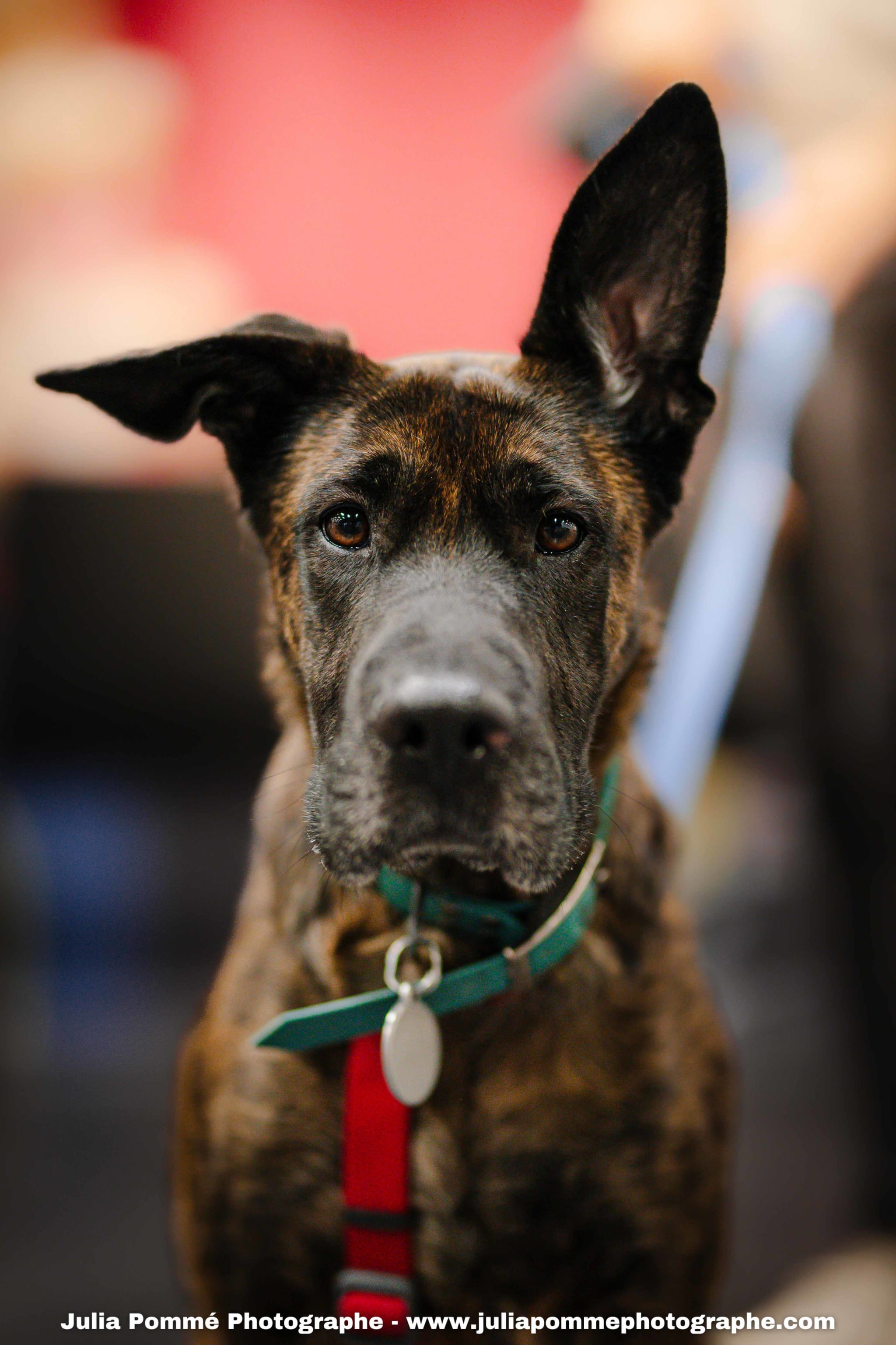 Photo du salon 2025 par Julia Pommé Photographe.