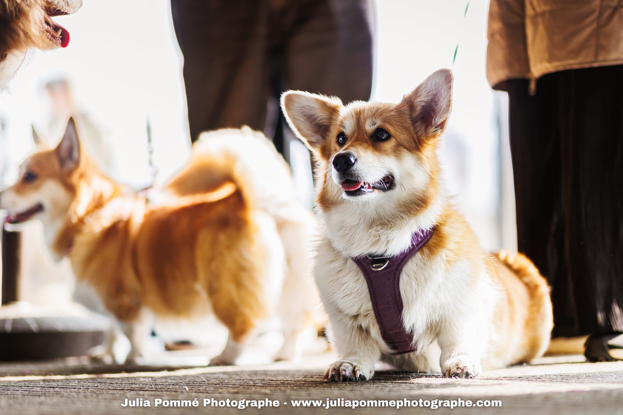 Photo du salon 2025 par Julia Pommé Photographe.