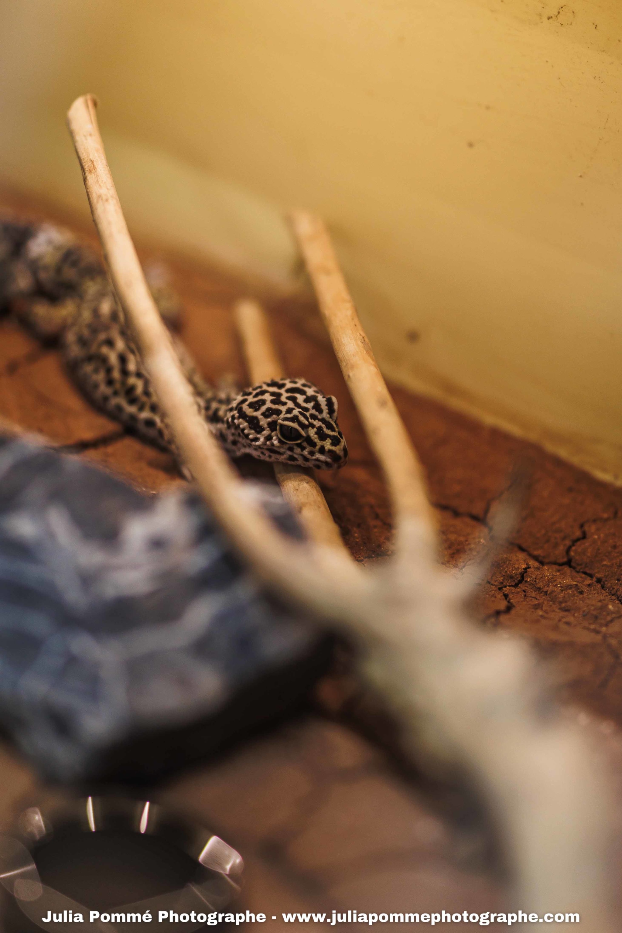 Photo du salon 2025 par Julia Pommé Photographe.
