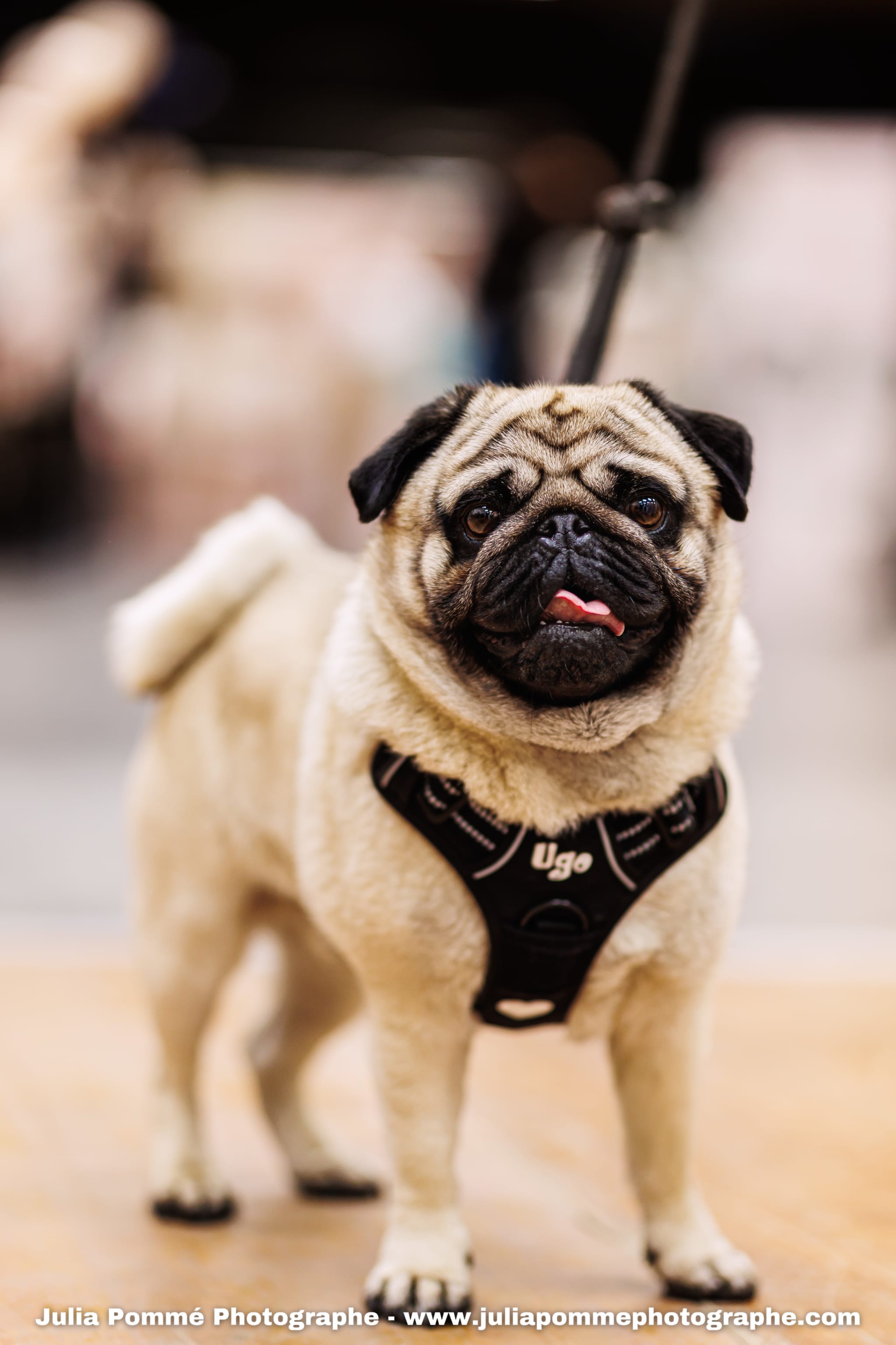 Photo du salon 2025 par Julia Pommé Photographe.