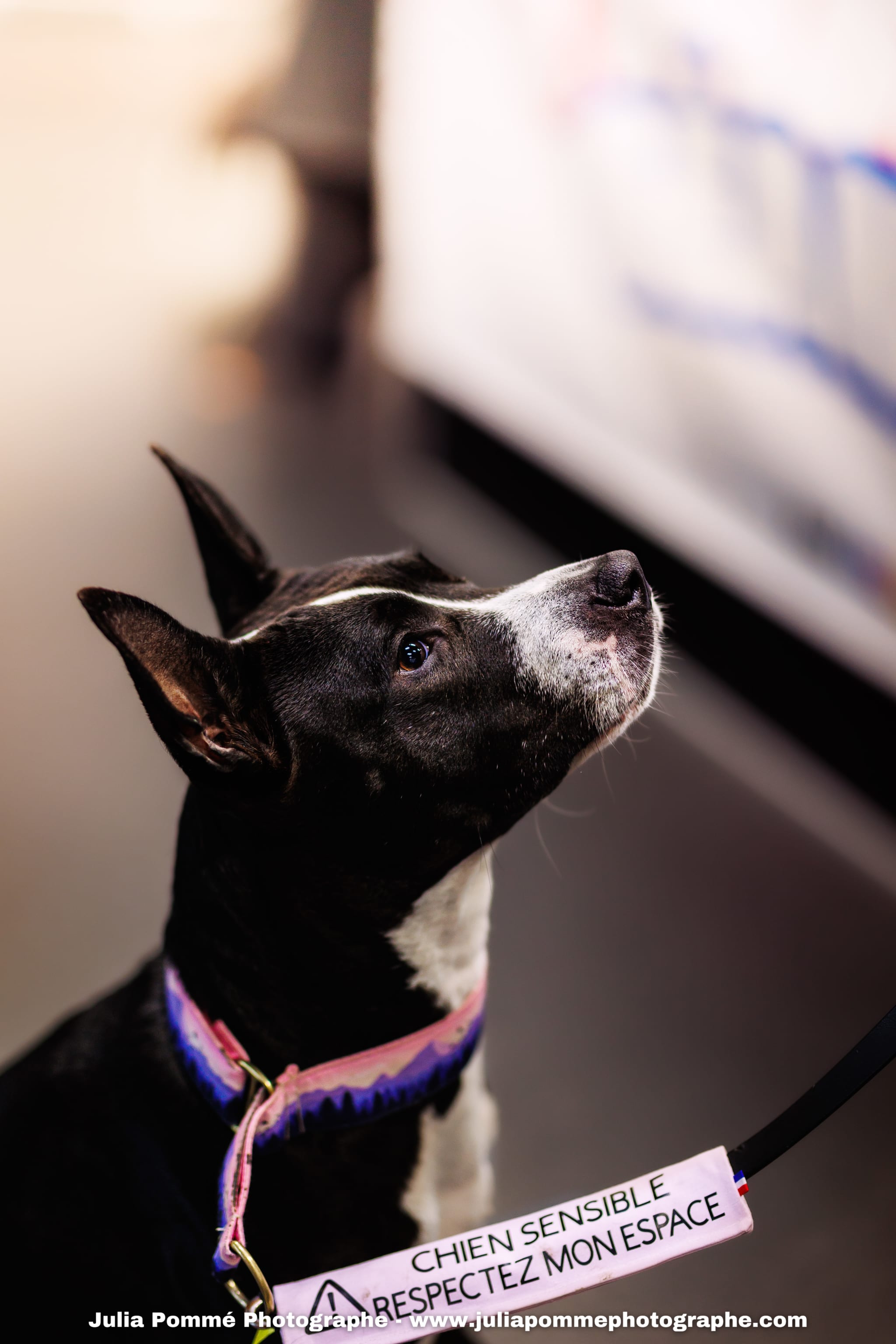 Photo du salon 2025 par Julia Pommé Photographe.