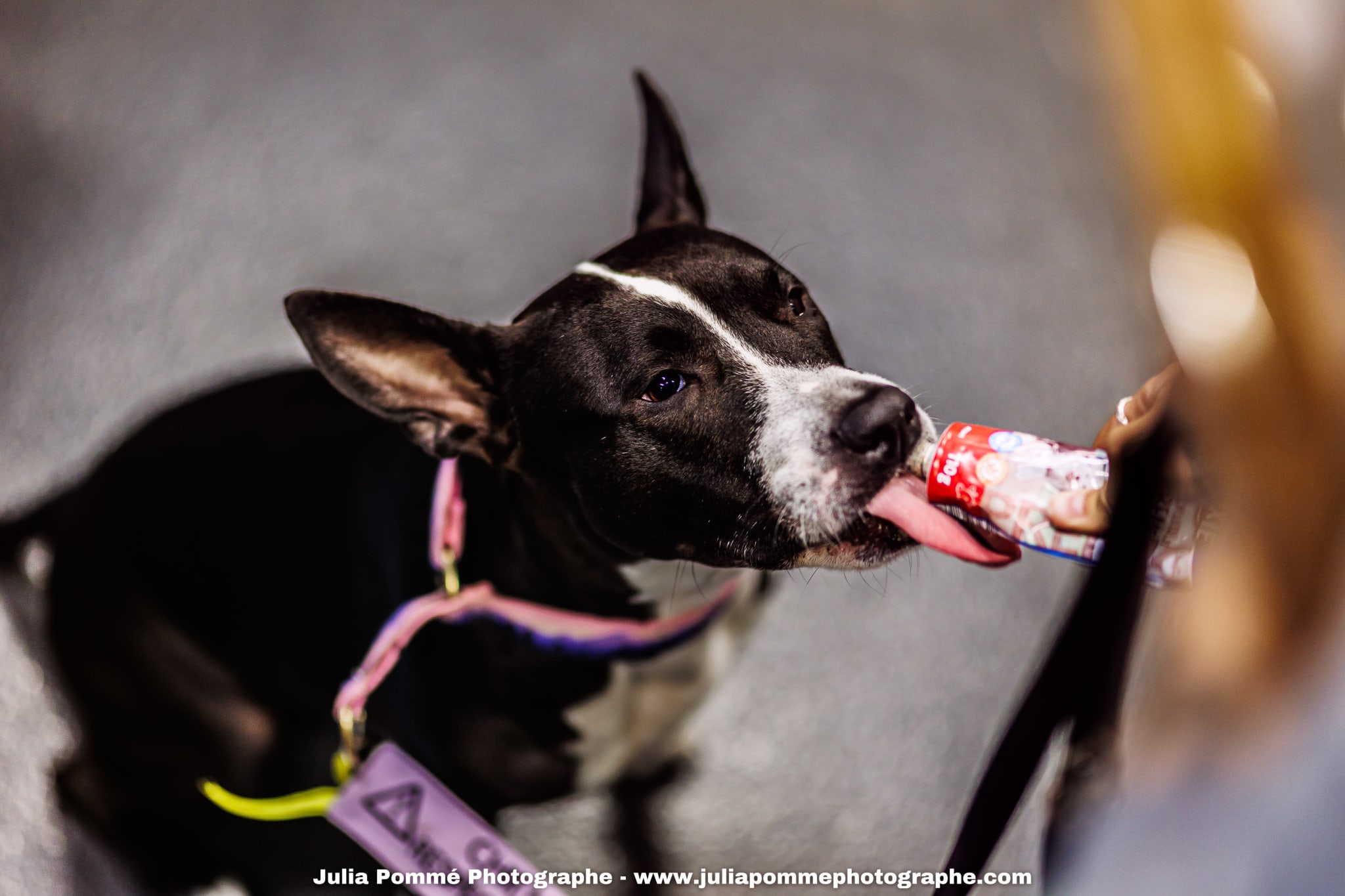 Photo du salon 2025 par Julia Pommé Photographe.