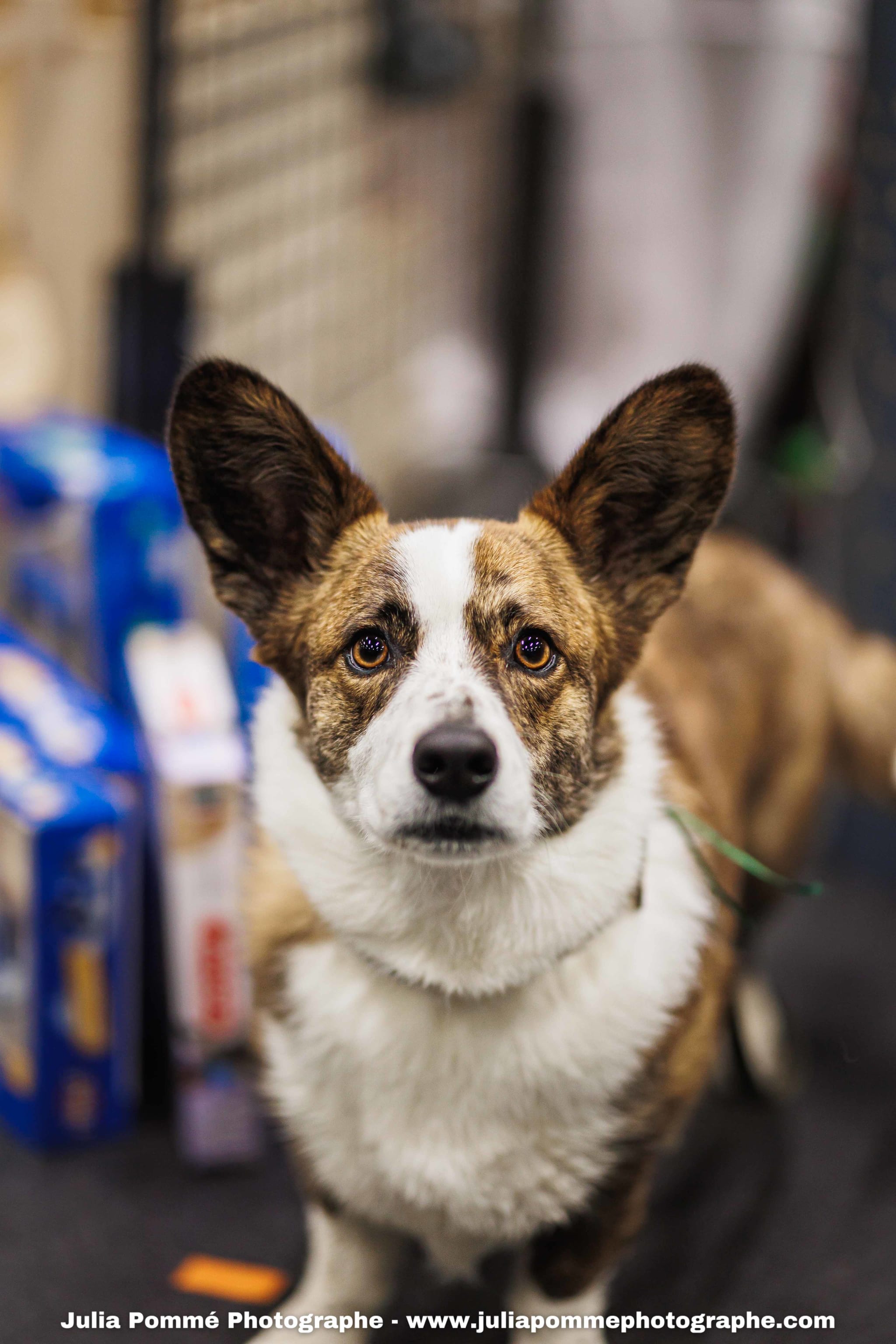 Photo du salon 2025 par Julia Pommé Photographe.