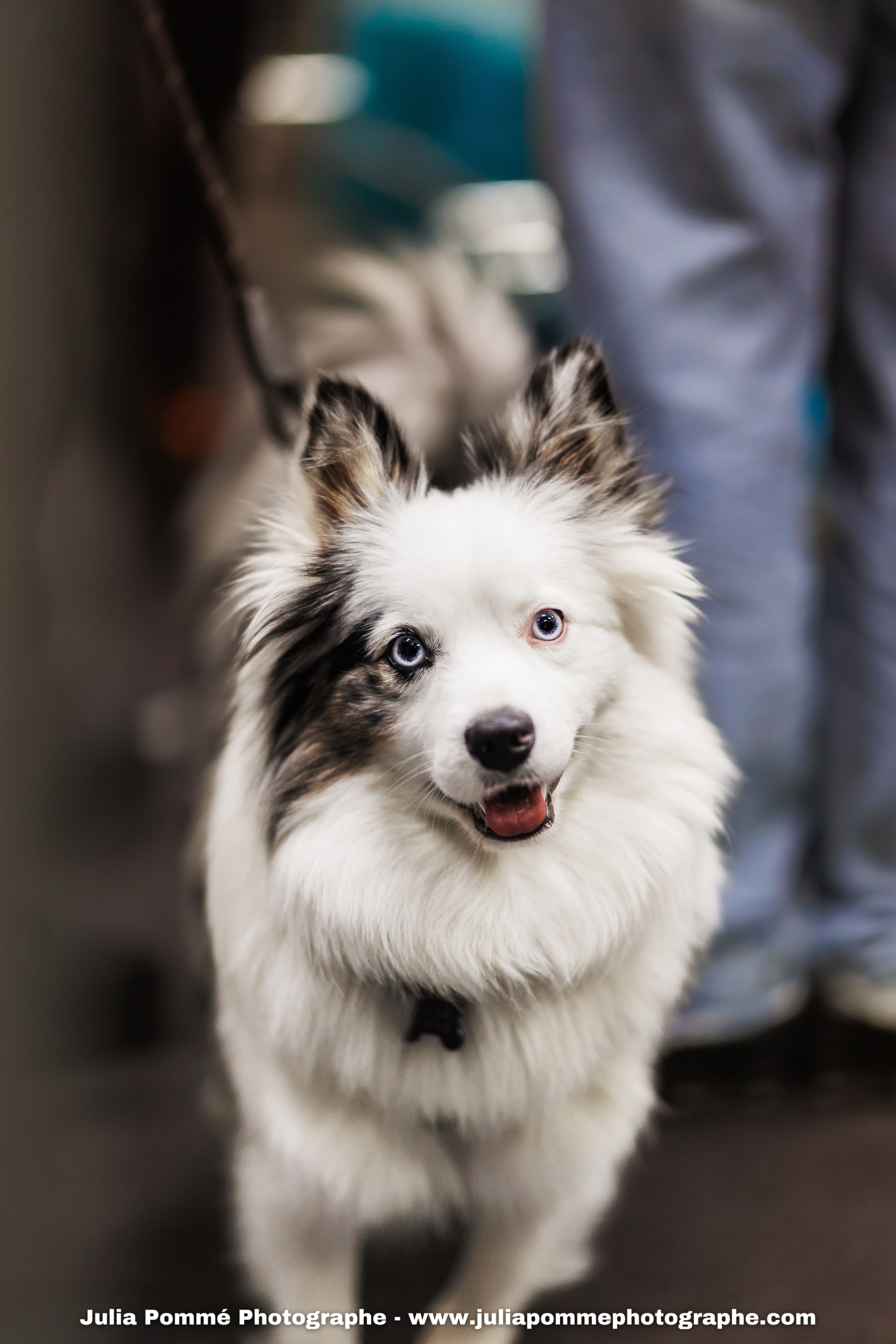 Photo du salon 2025 par Julia Pommé Photographe.