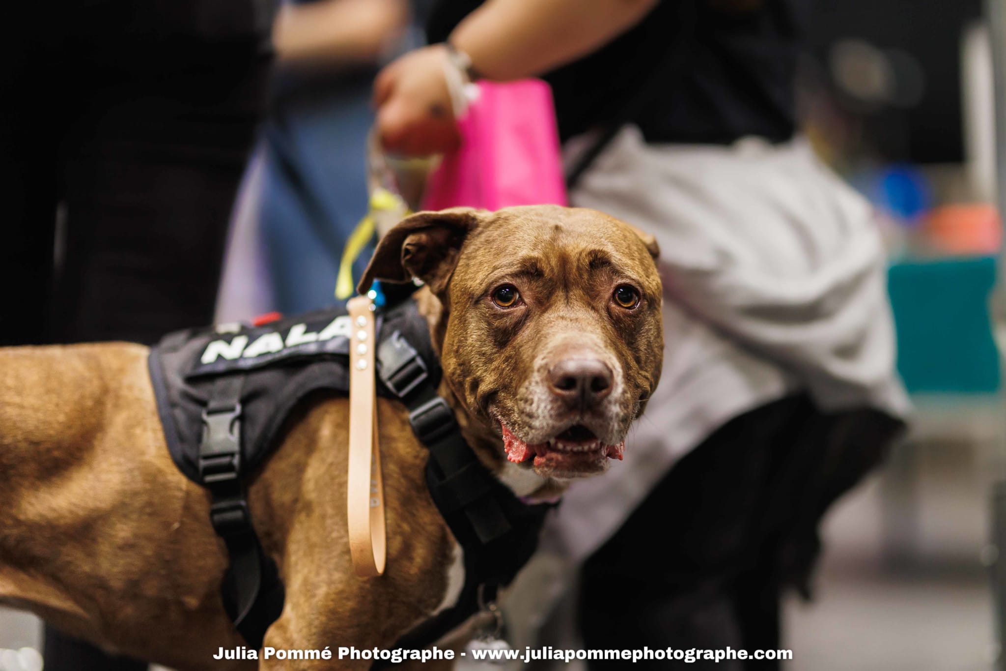 Photo du salon 2025 par Julia Pommé Photographe.