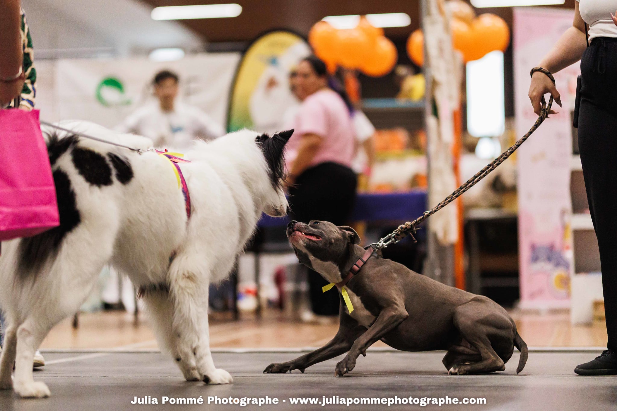 Photo du salon 2025 par Julia Pommé Photographe.
